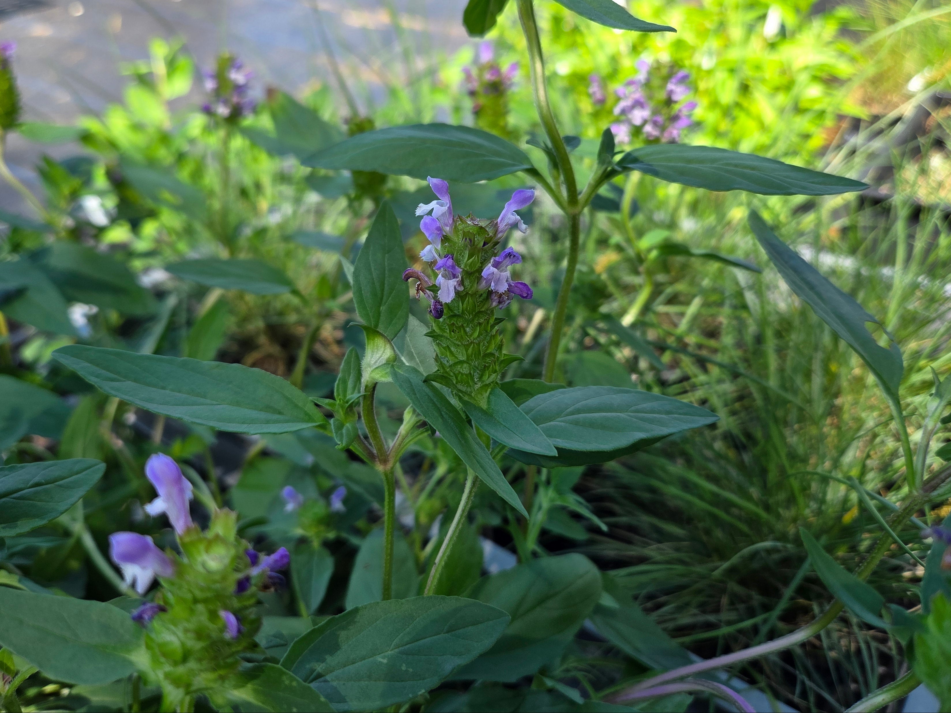 Prunella vulgaris Common Selfheal