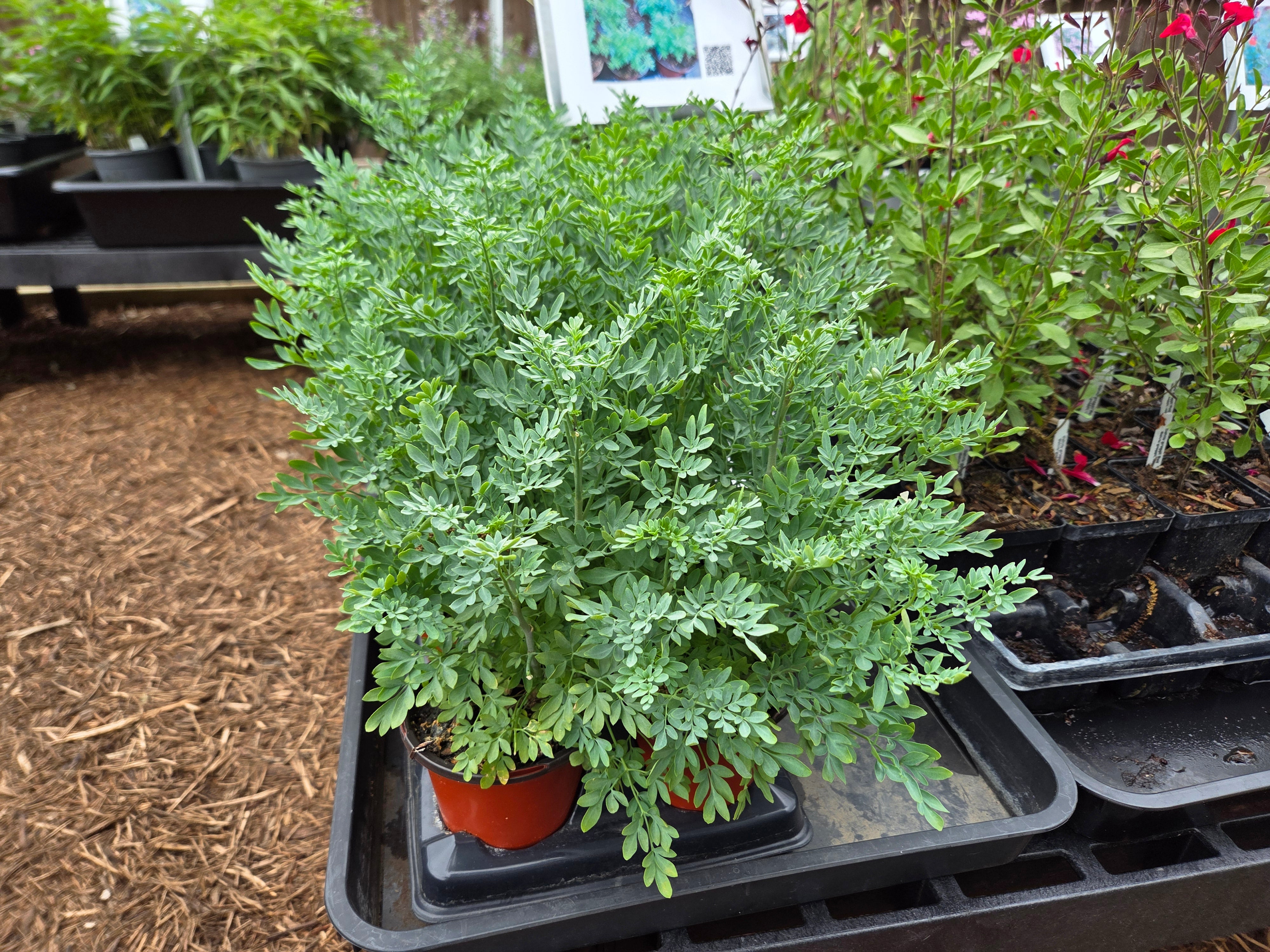 Ruta graveolens (Common Rue)