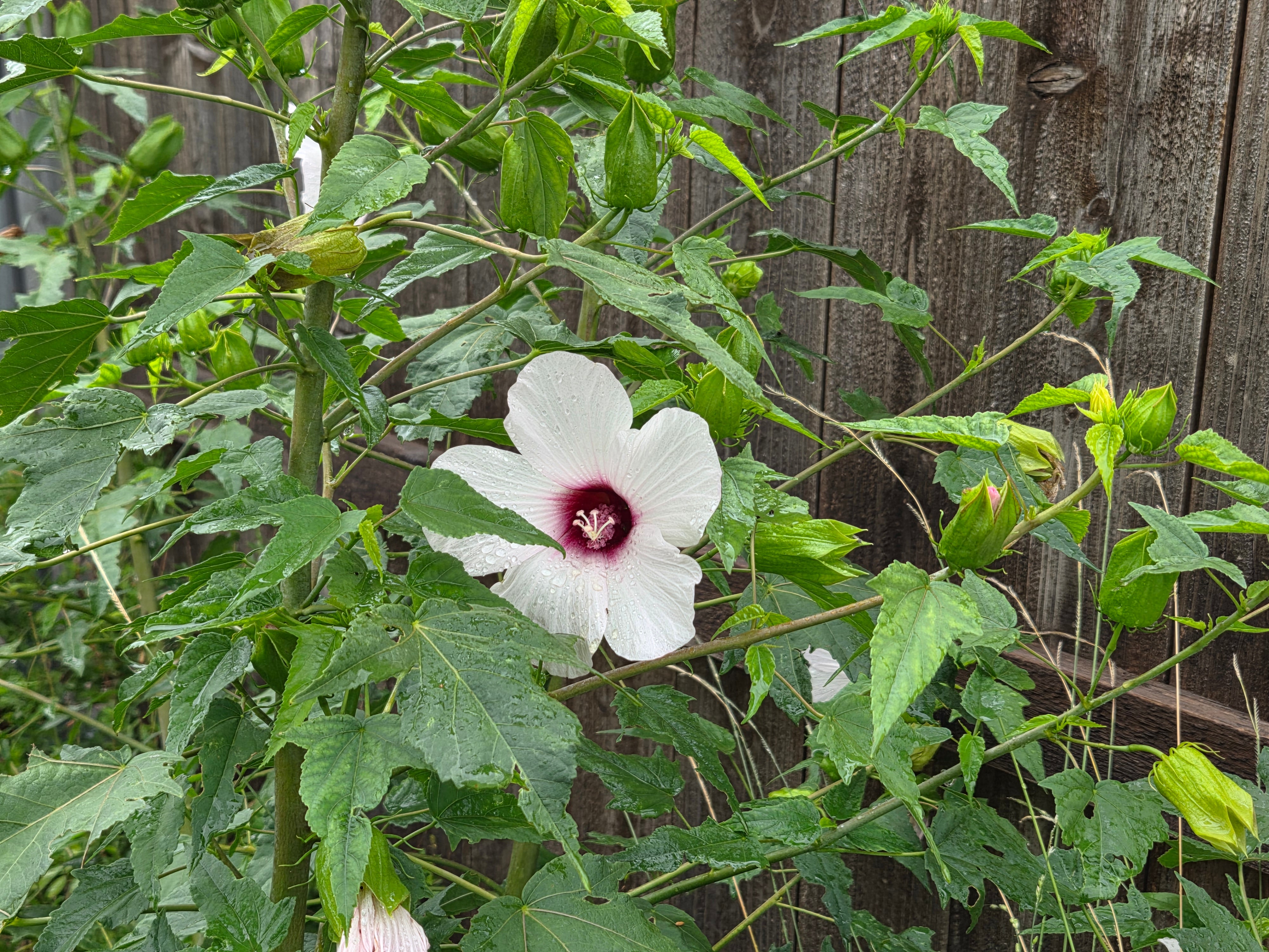 Hibiscus laevis (Halberdleaf Hibiscus)