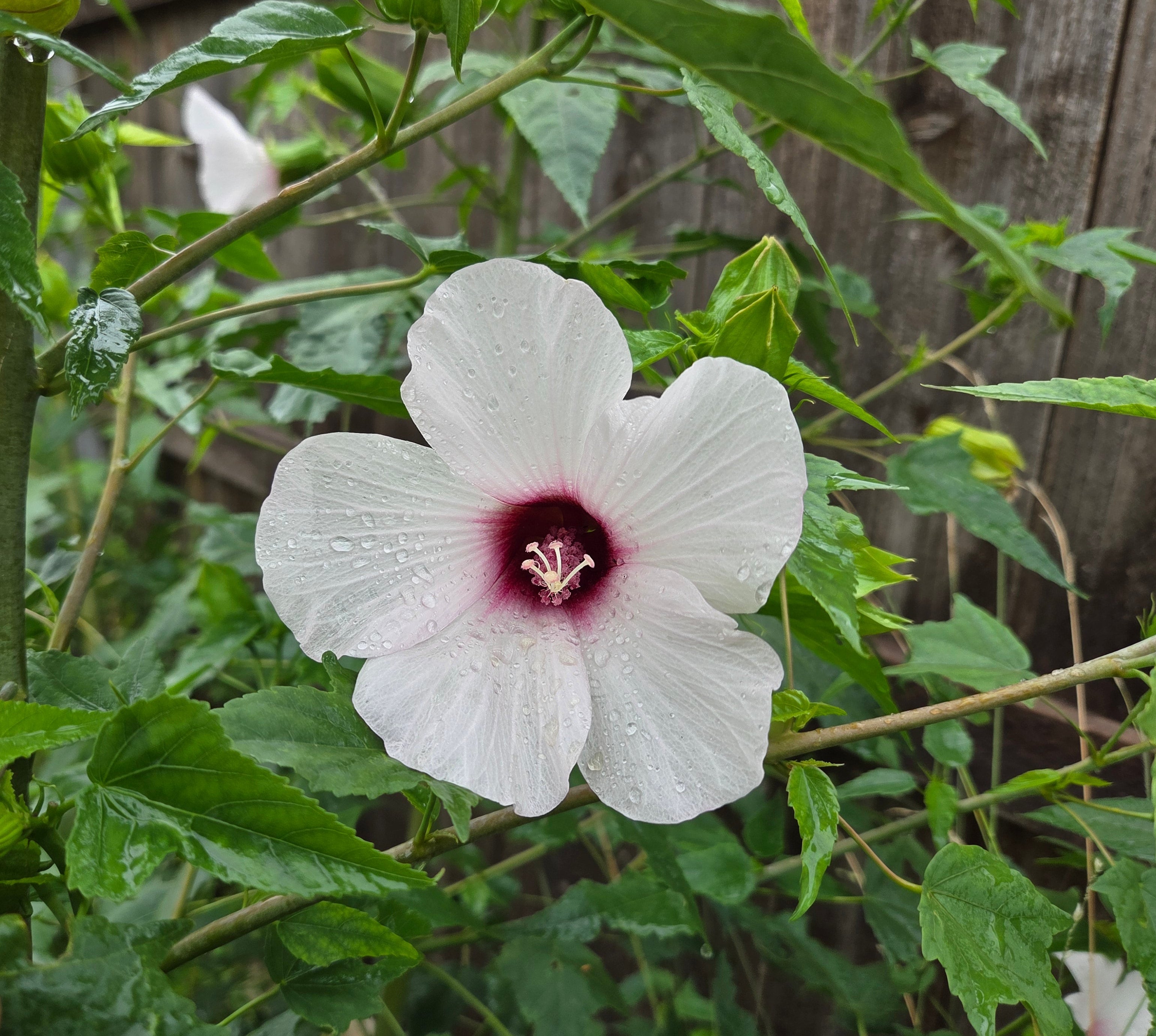Hibiscus laevis (Halberdleaf Hibiscus)