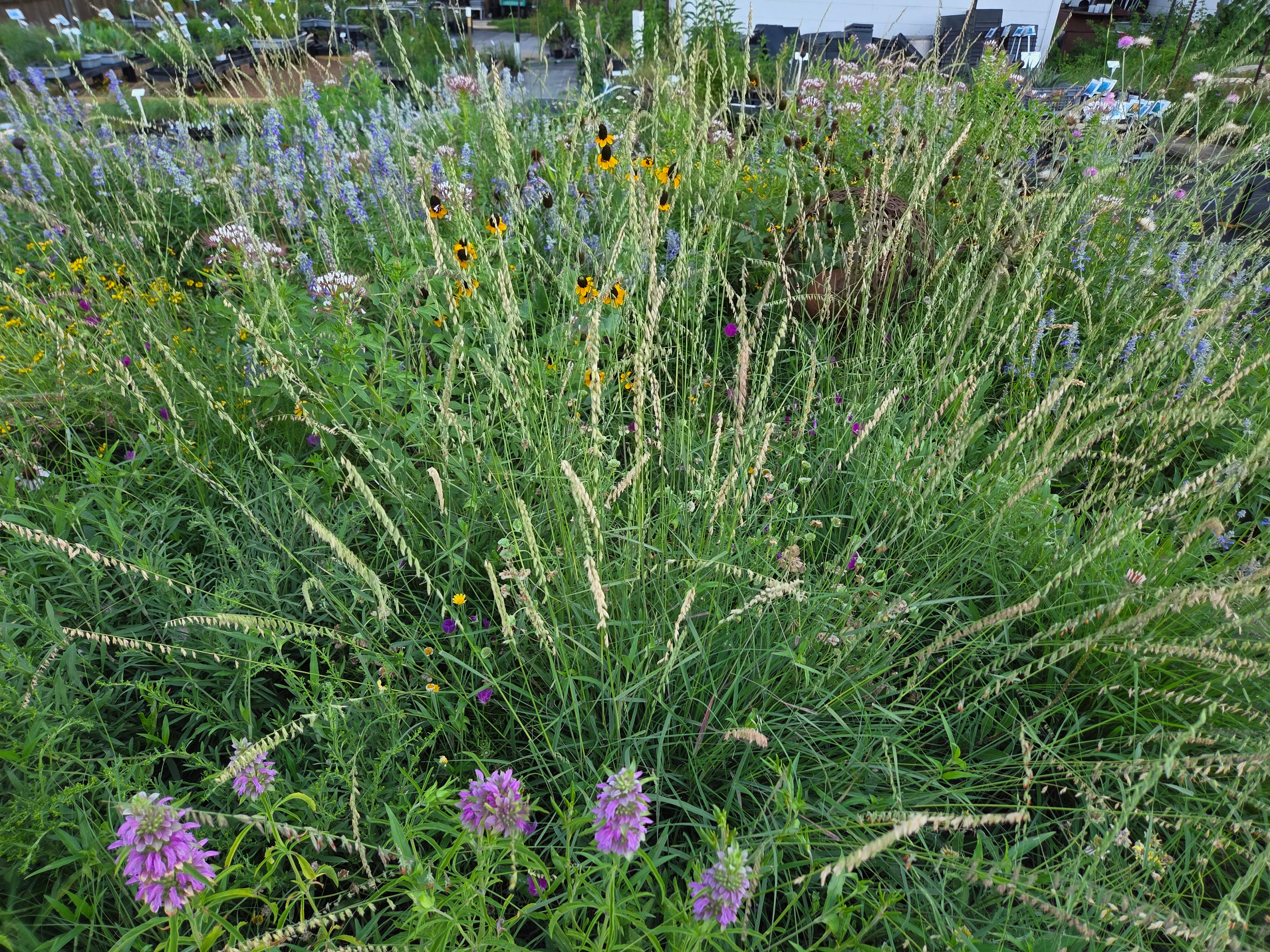 Sideoats grama (Bouteloua curtipendula)
