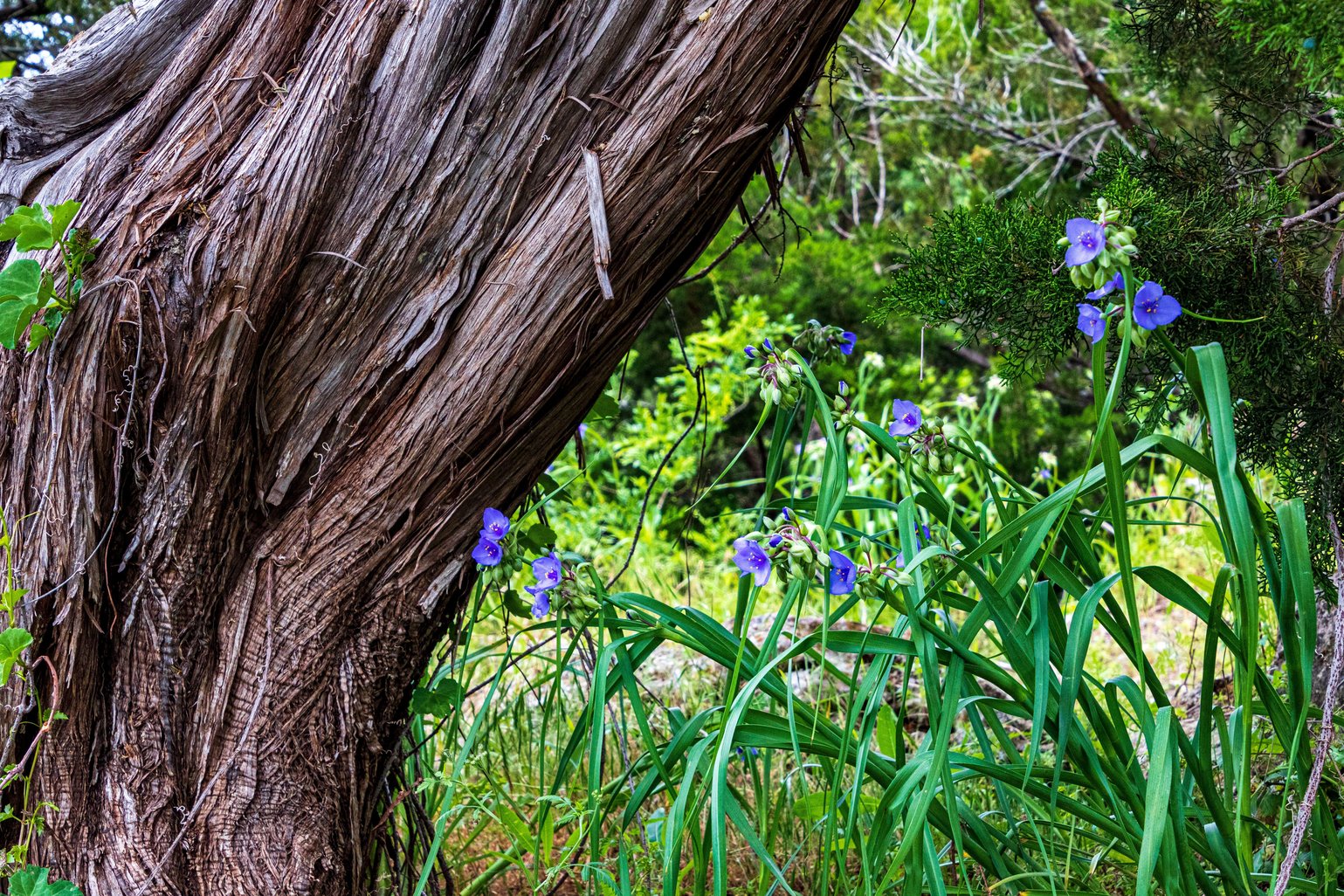 Tradescantia occidentalis (Prairie Spiderwort)