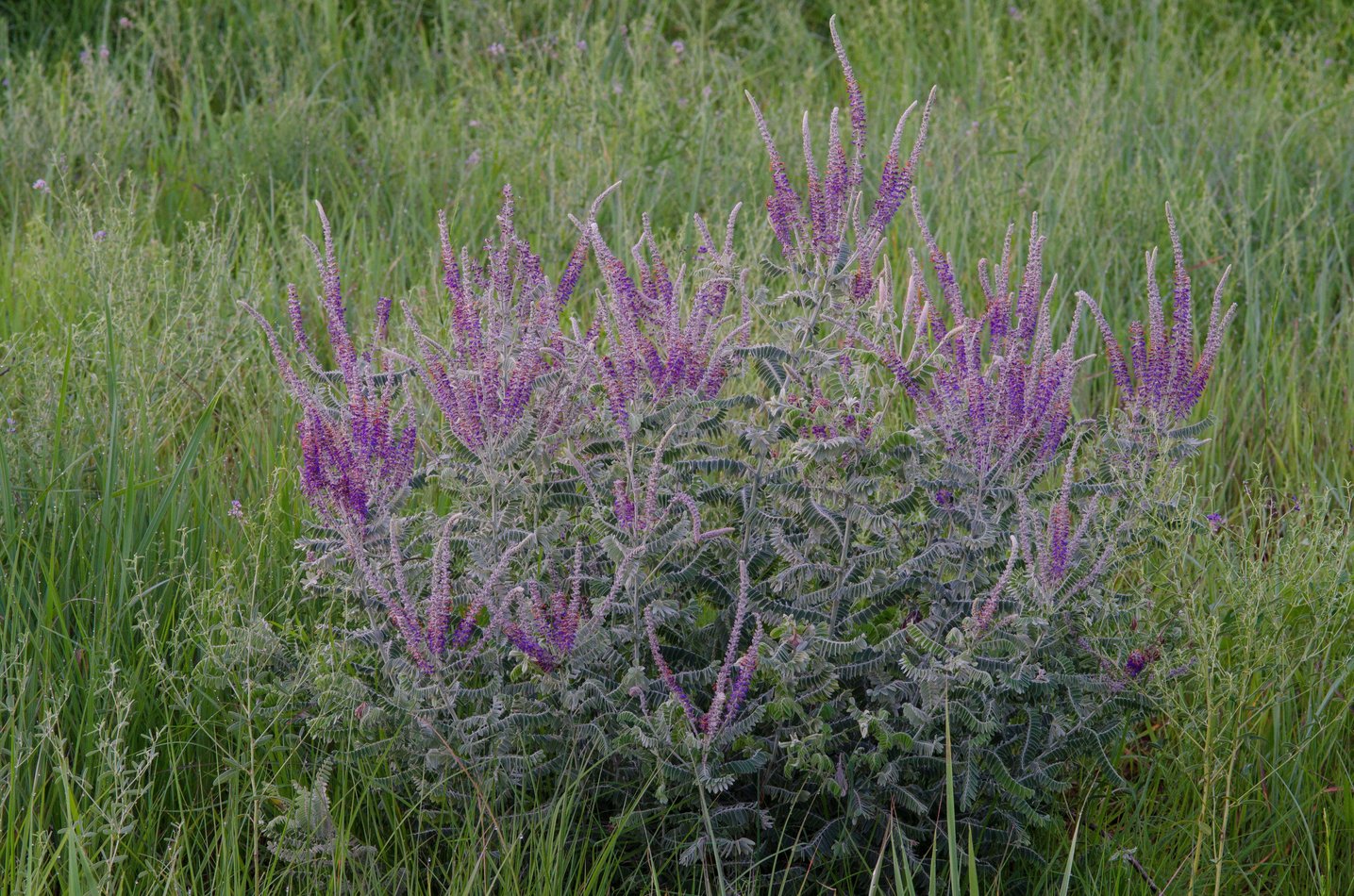 Amorpha canescens (Leadplant)