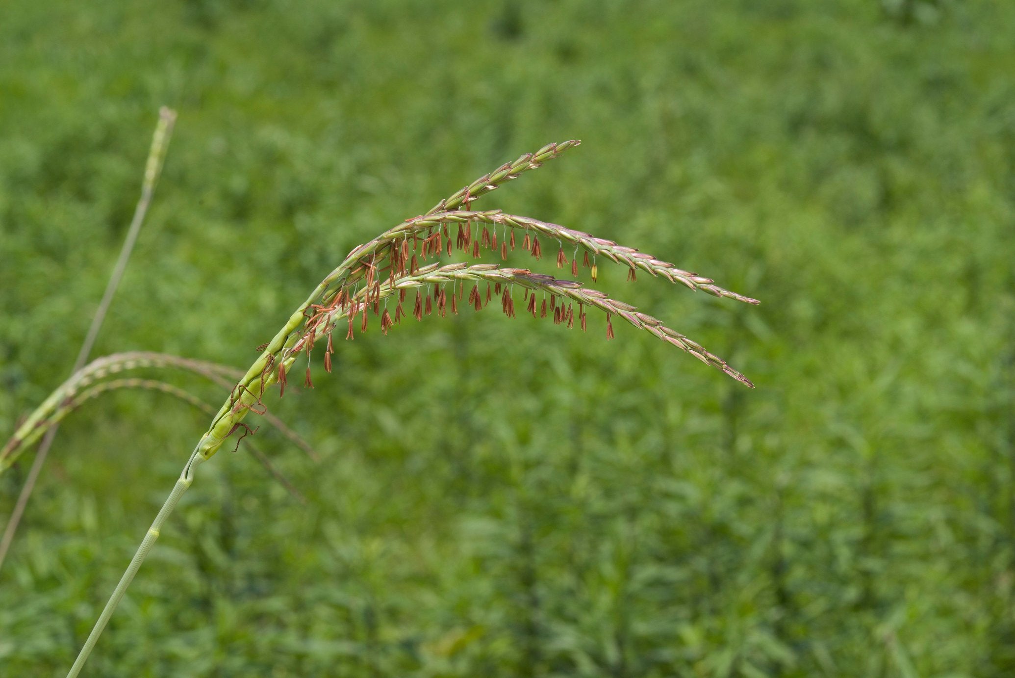 Tripsacum dactyloides (Eastern Gamagrass)