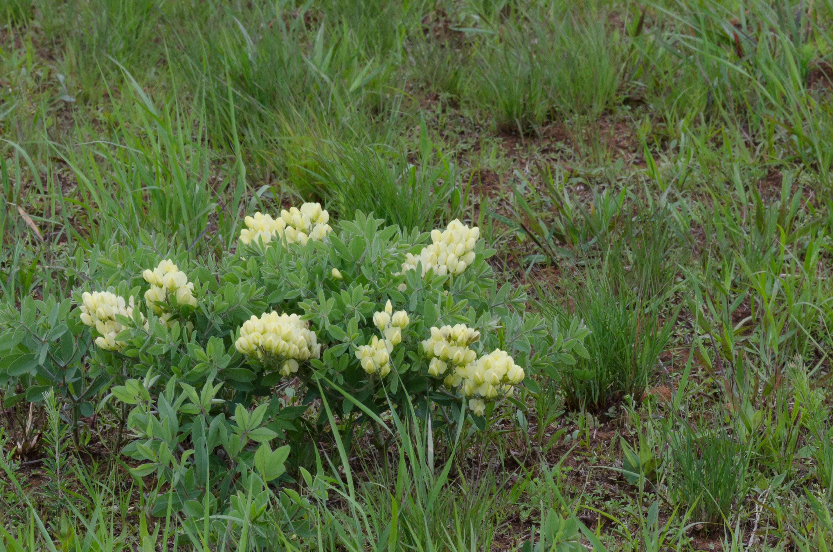 Baptisia bracteata (Cream Wild Indigo)