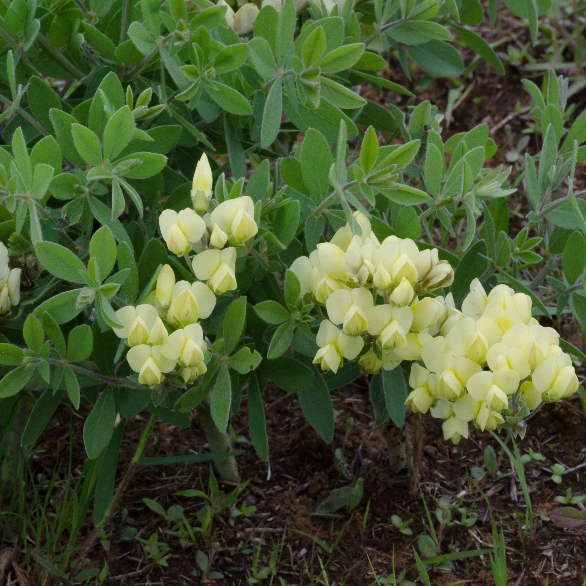Baptisia bracteata (Cream Wild Indigo)