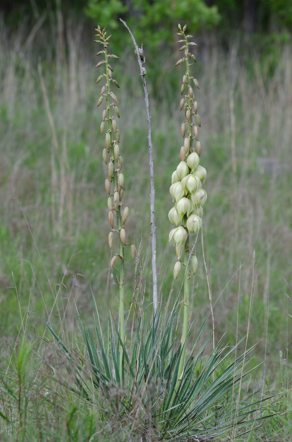 Yucca arkansana (Arkansas Yucca)