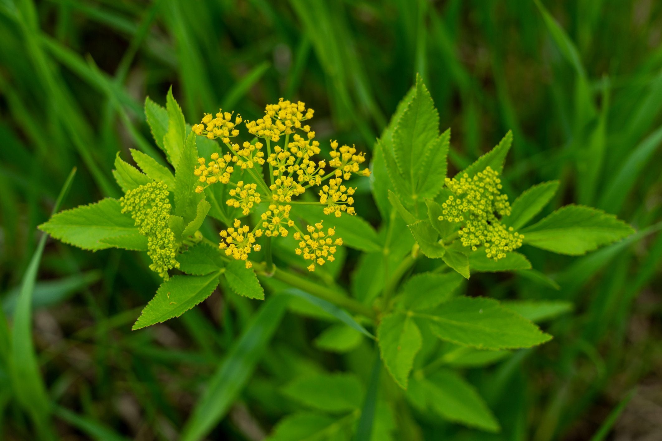 Zizia aurea (Golden Alexanders)