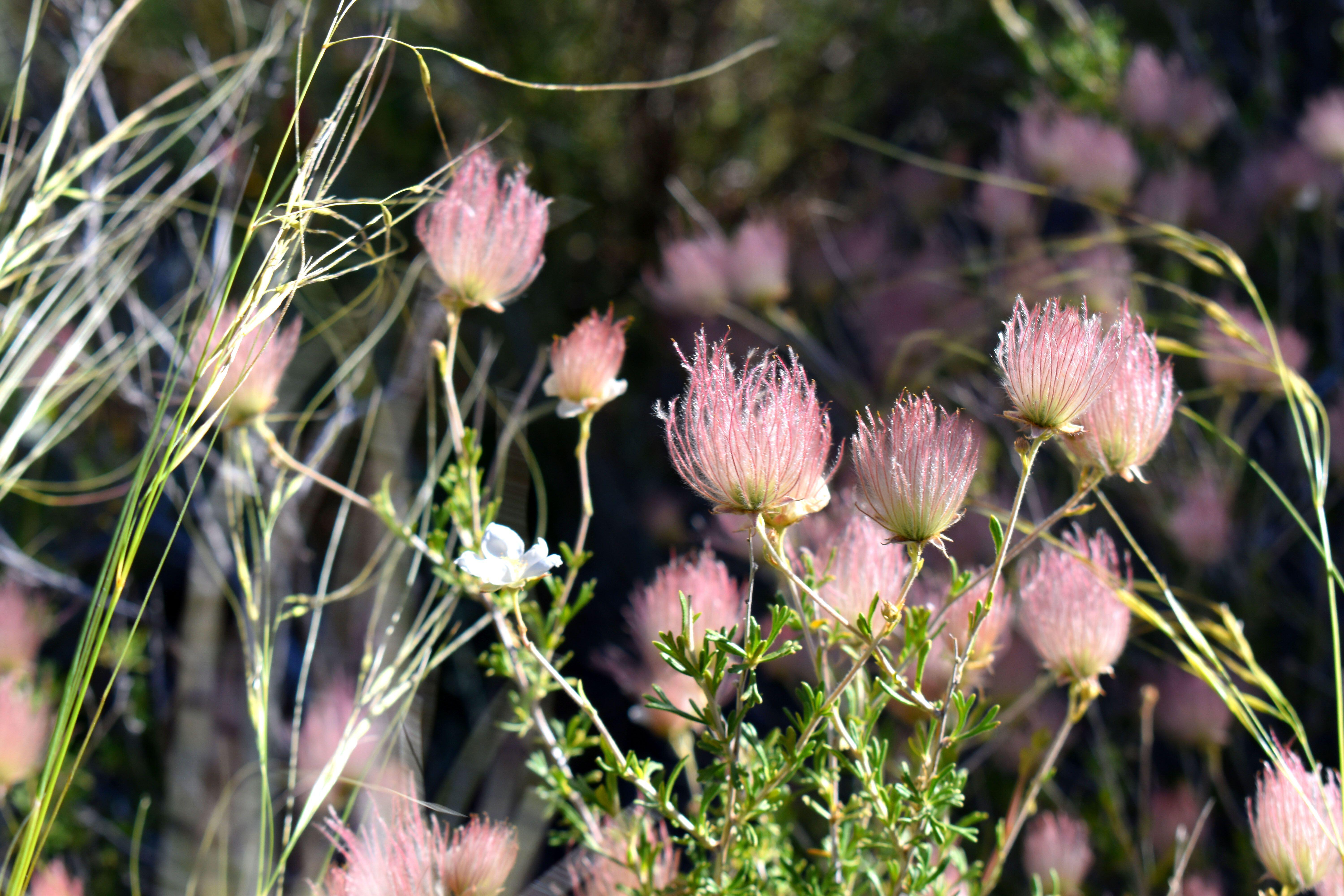 Fallugia paradoxa (Apache Plume)