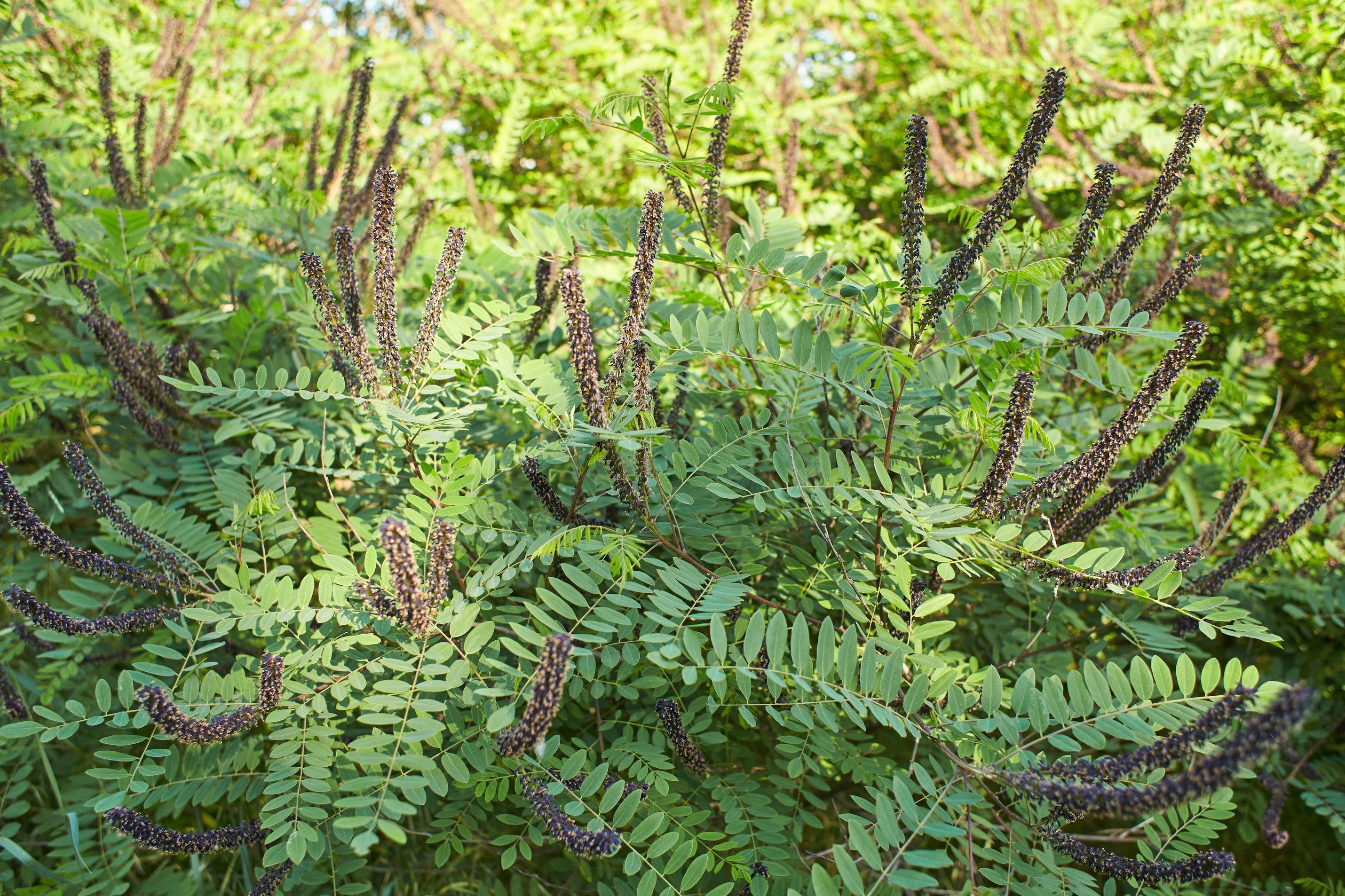 Amorpha fruticosa (False Indigo Bush)