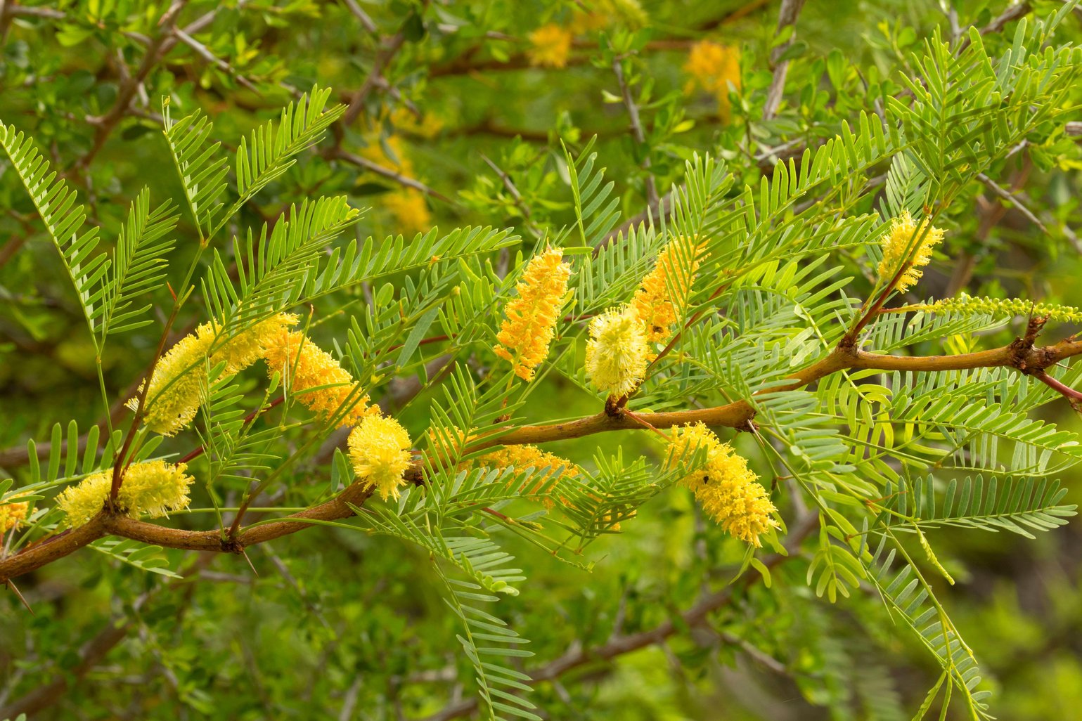 Prosopis glandulosa (Honey Mesquite)