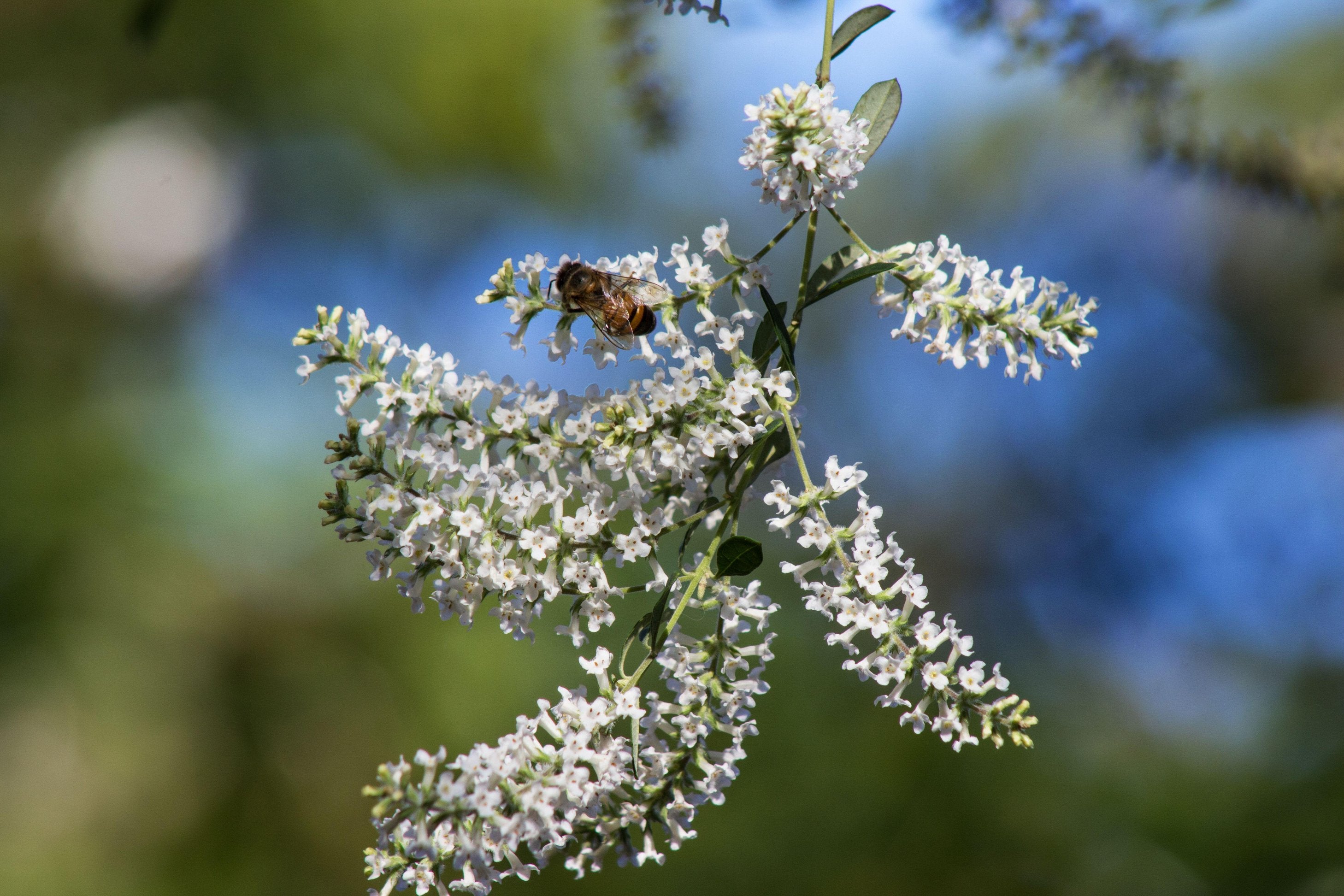 Aloysia gratissima (Beebrush)