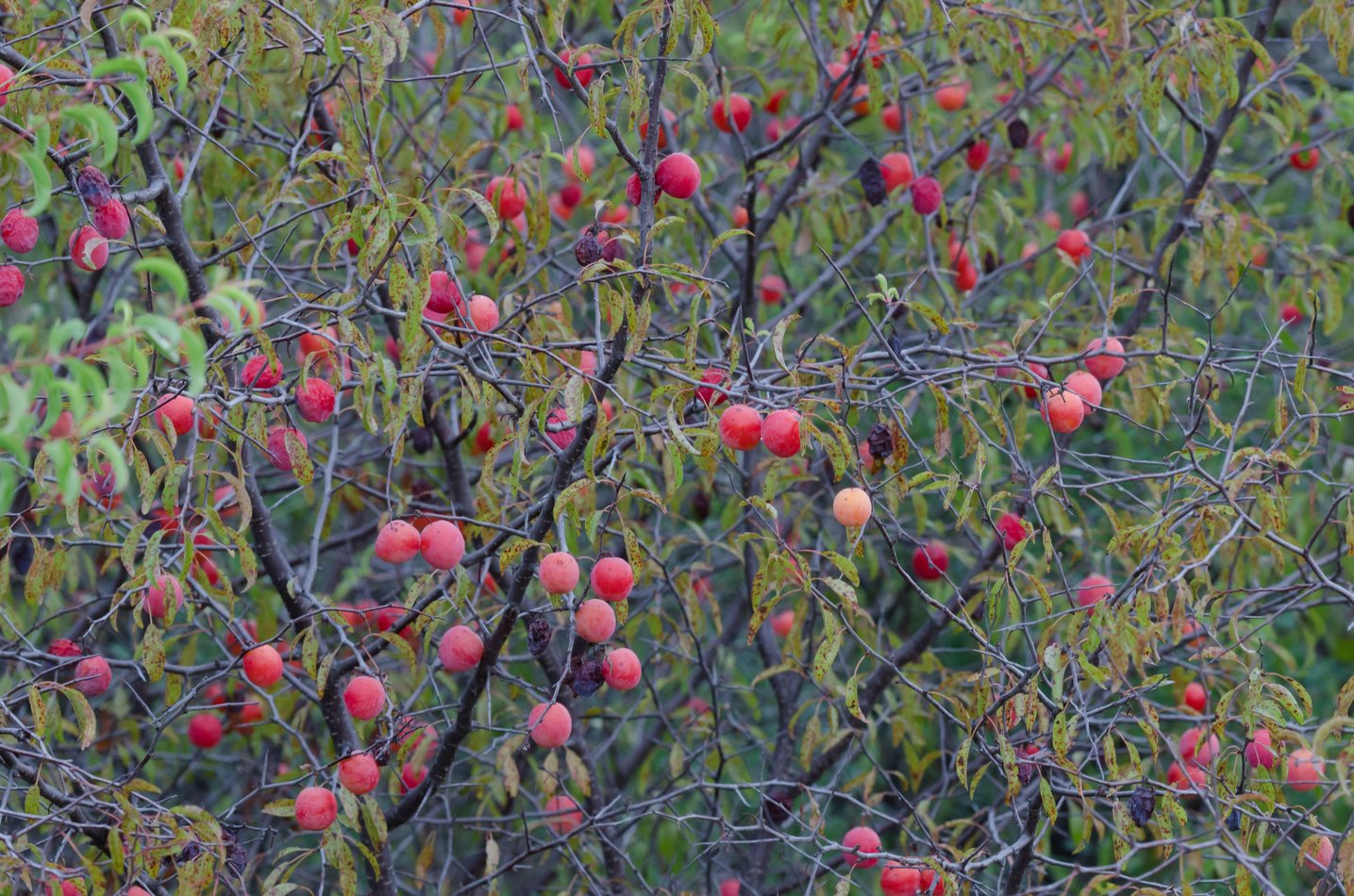 Prunus angustifolia (Chickasaw Plum)