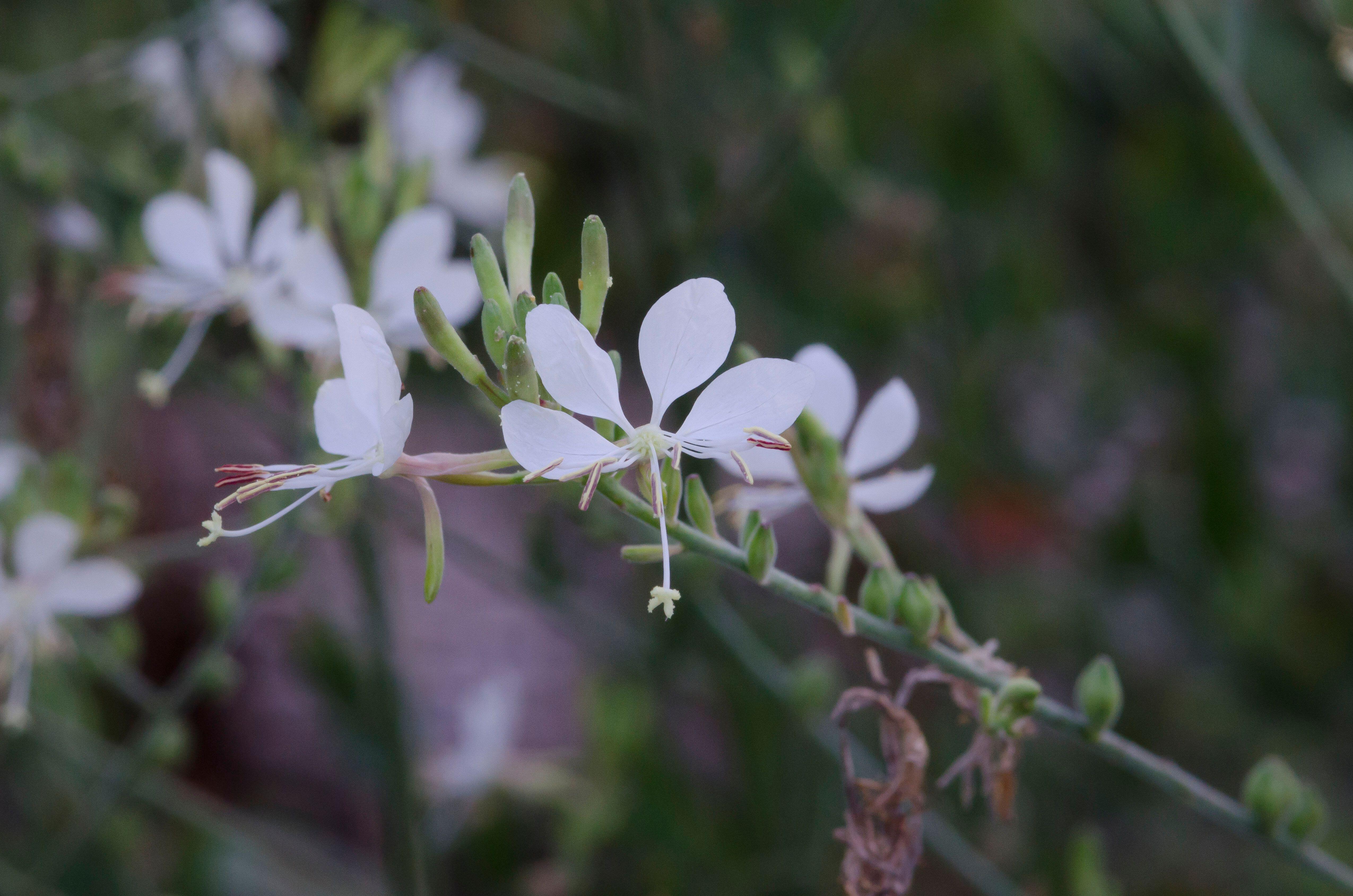 Oenothera filiformis (Longflower Gaura)