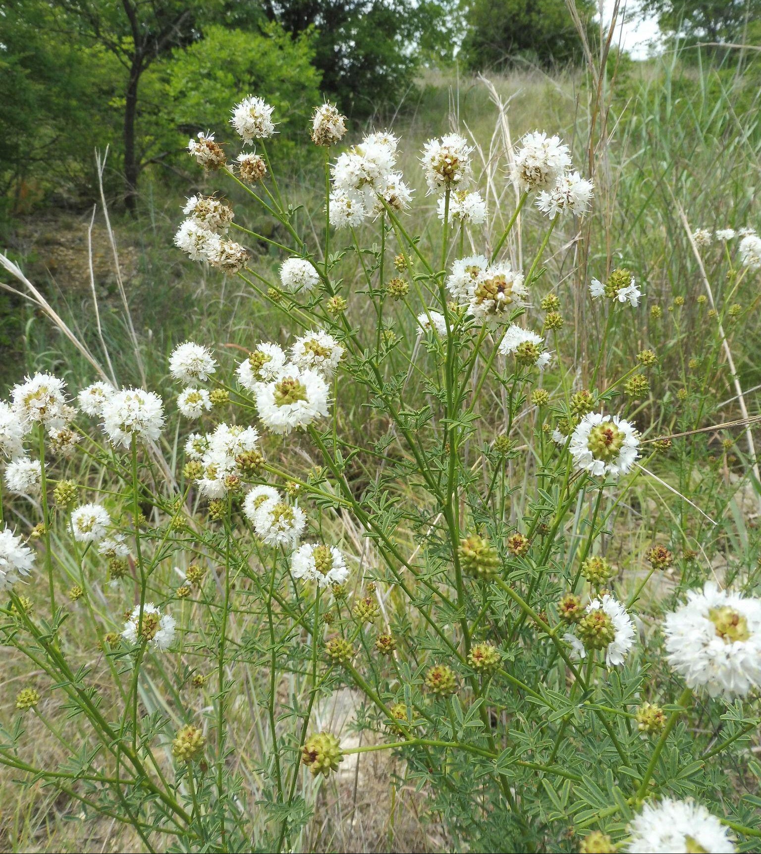 Dalea multiflora (White Prairie Clover)