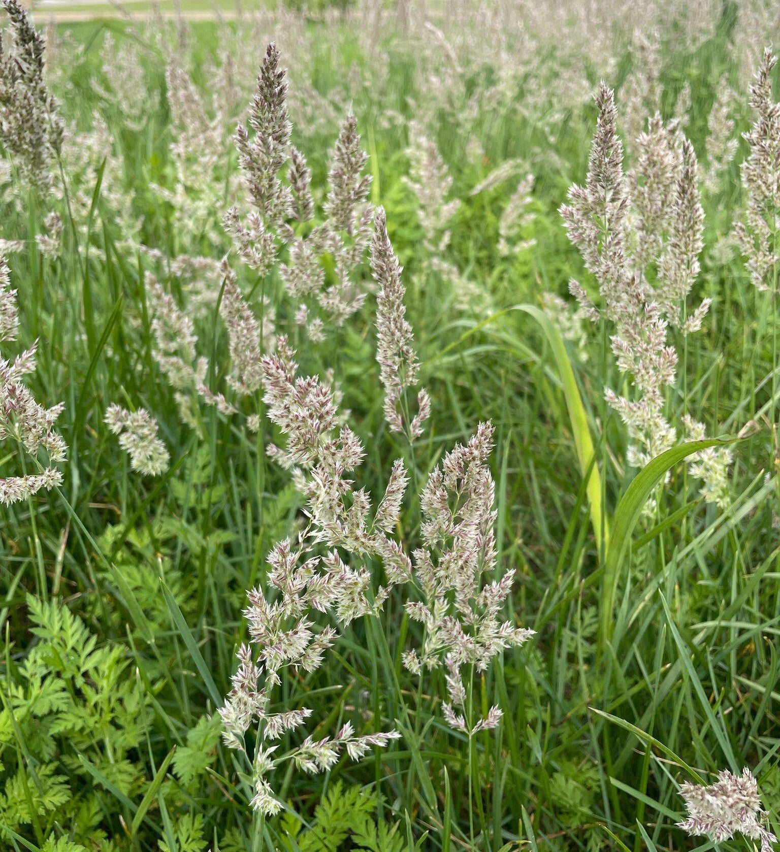 Poa arachnifera (Texas Bluegrass)