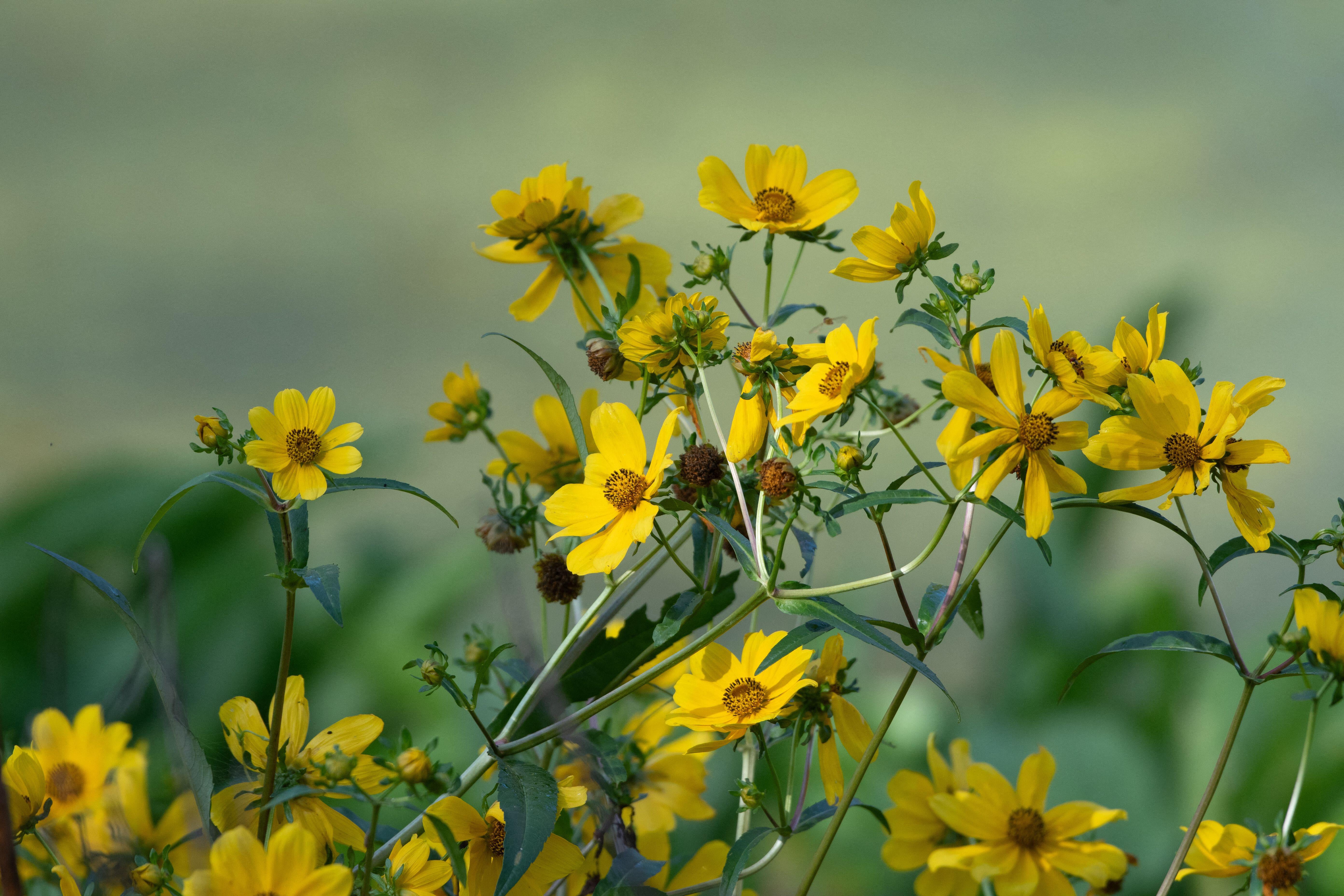 Bidens laevis (Smooth Beggartick)