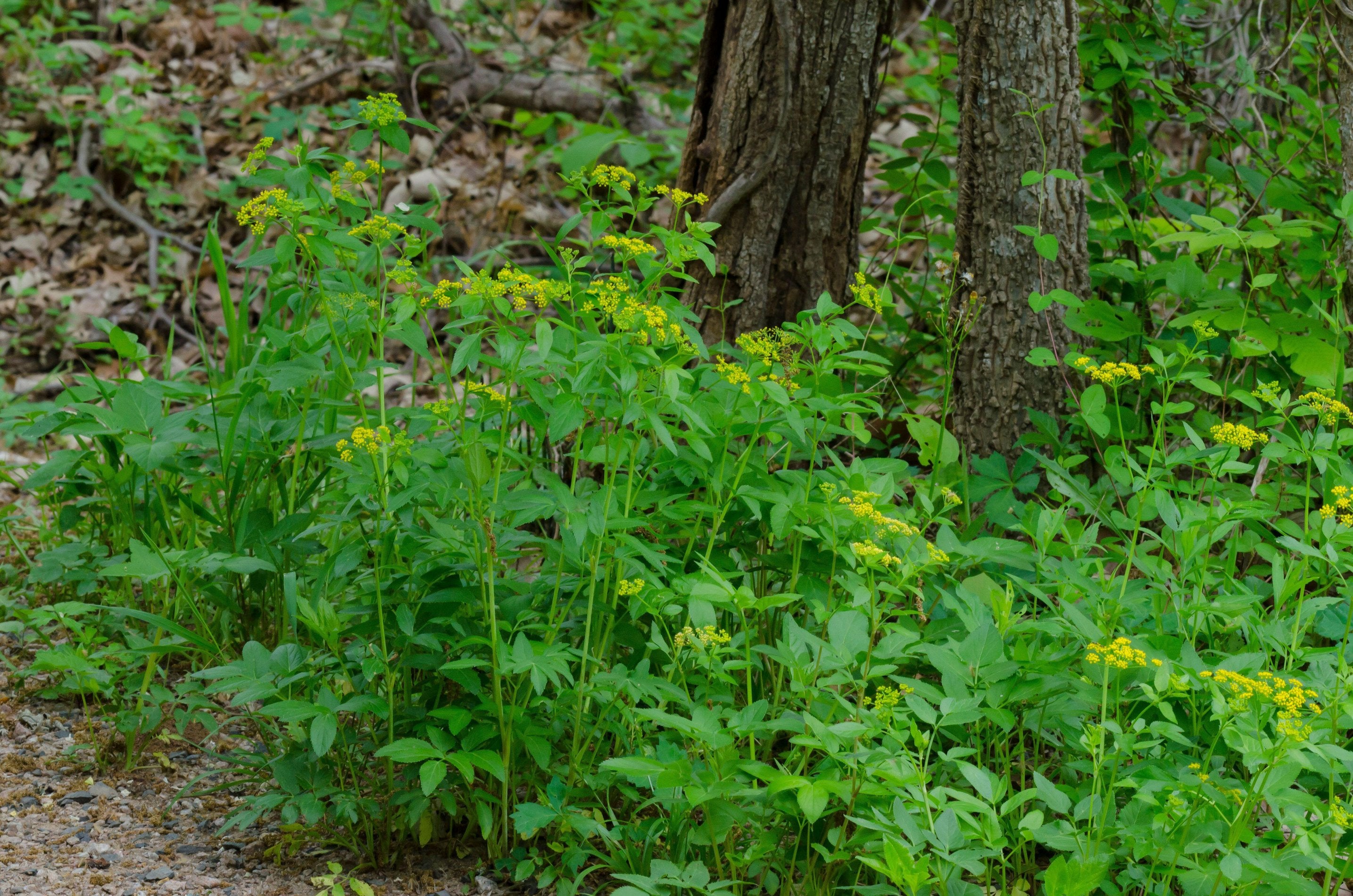 Zizia aurea (Golden Alexanders)
