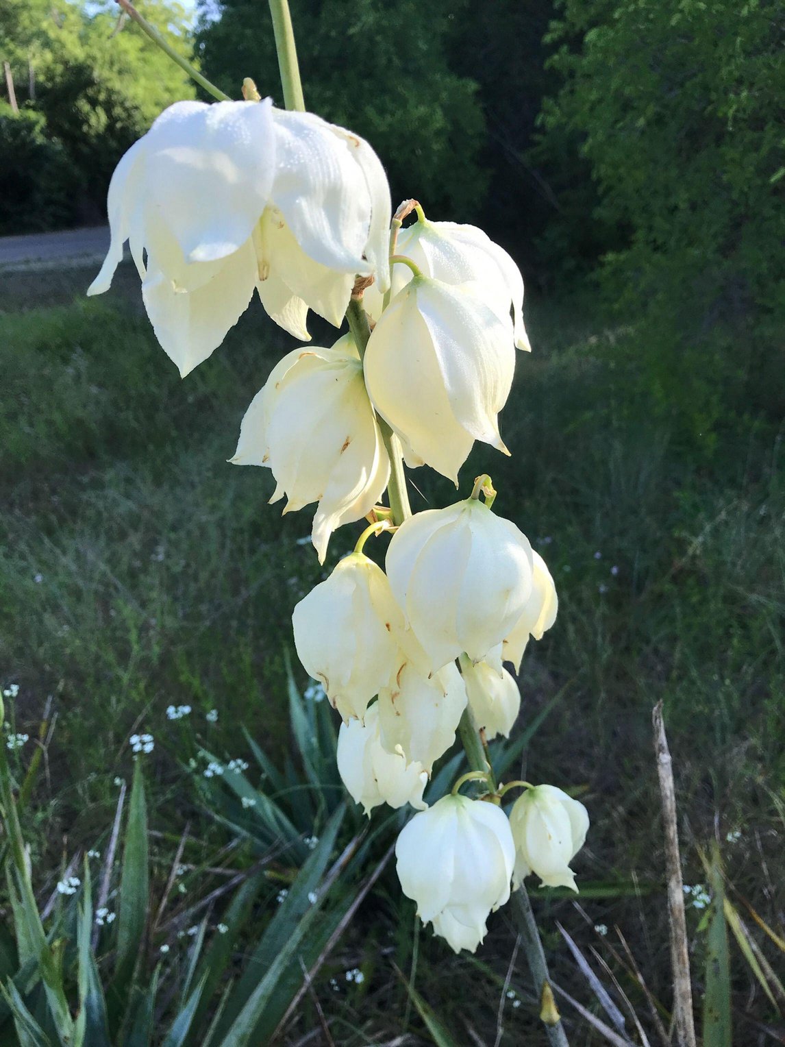 Yucca pallida (Pale-Leaf Yucca)