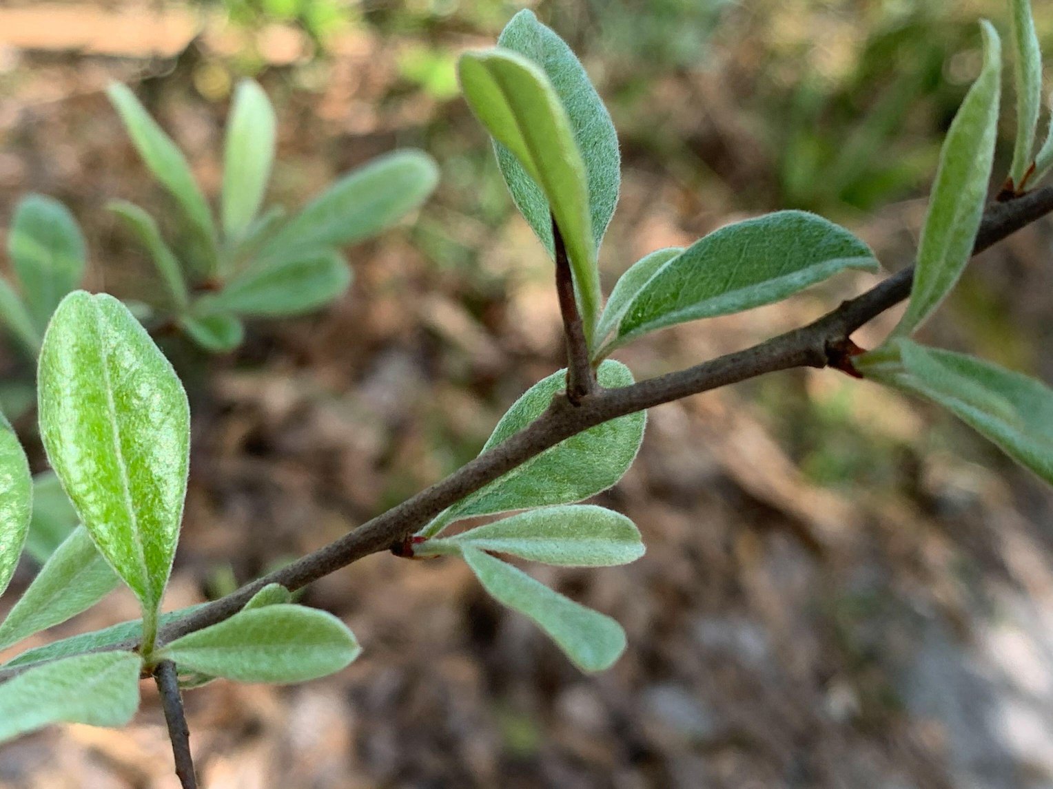 Sideroxylon lanuginosum (Gum Bumelia)