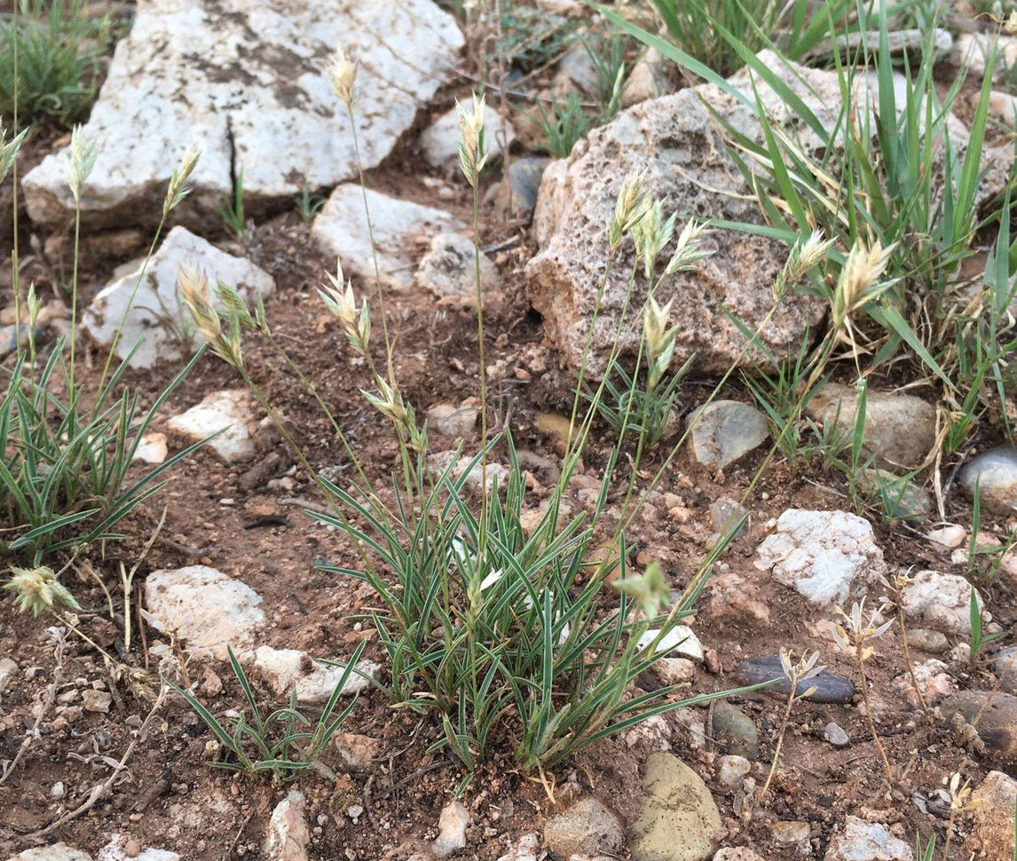 Erioneuron pilosum (Hairy Woollygrass)
