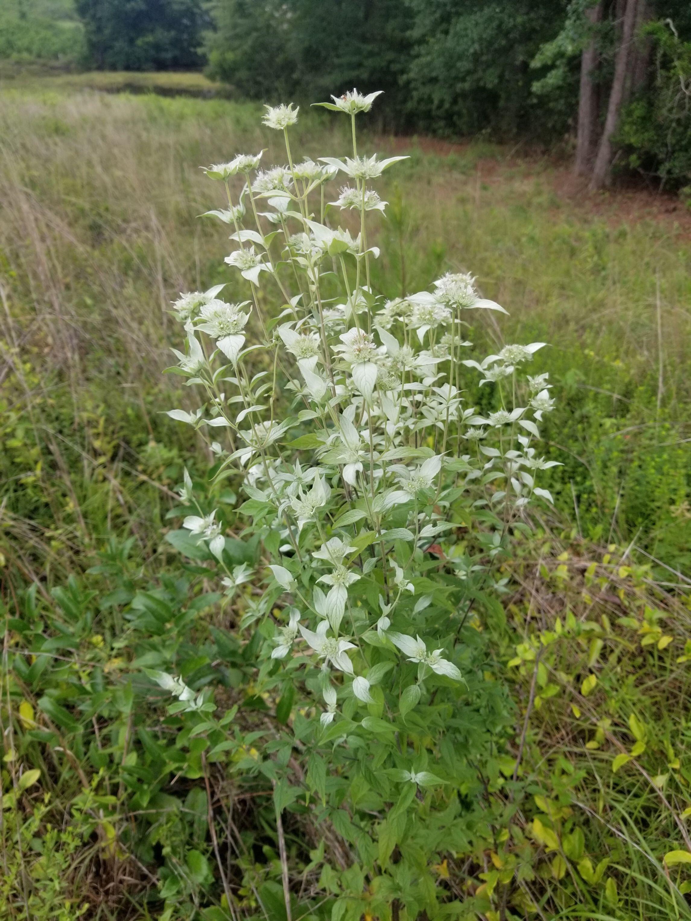 Pycnanthemum albescens (Whiteleaf Mountain Mint)