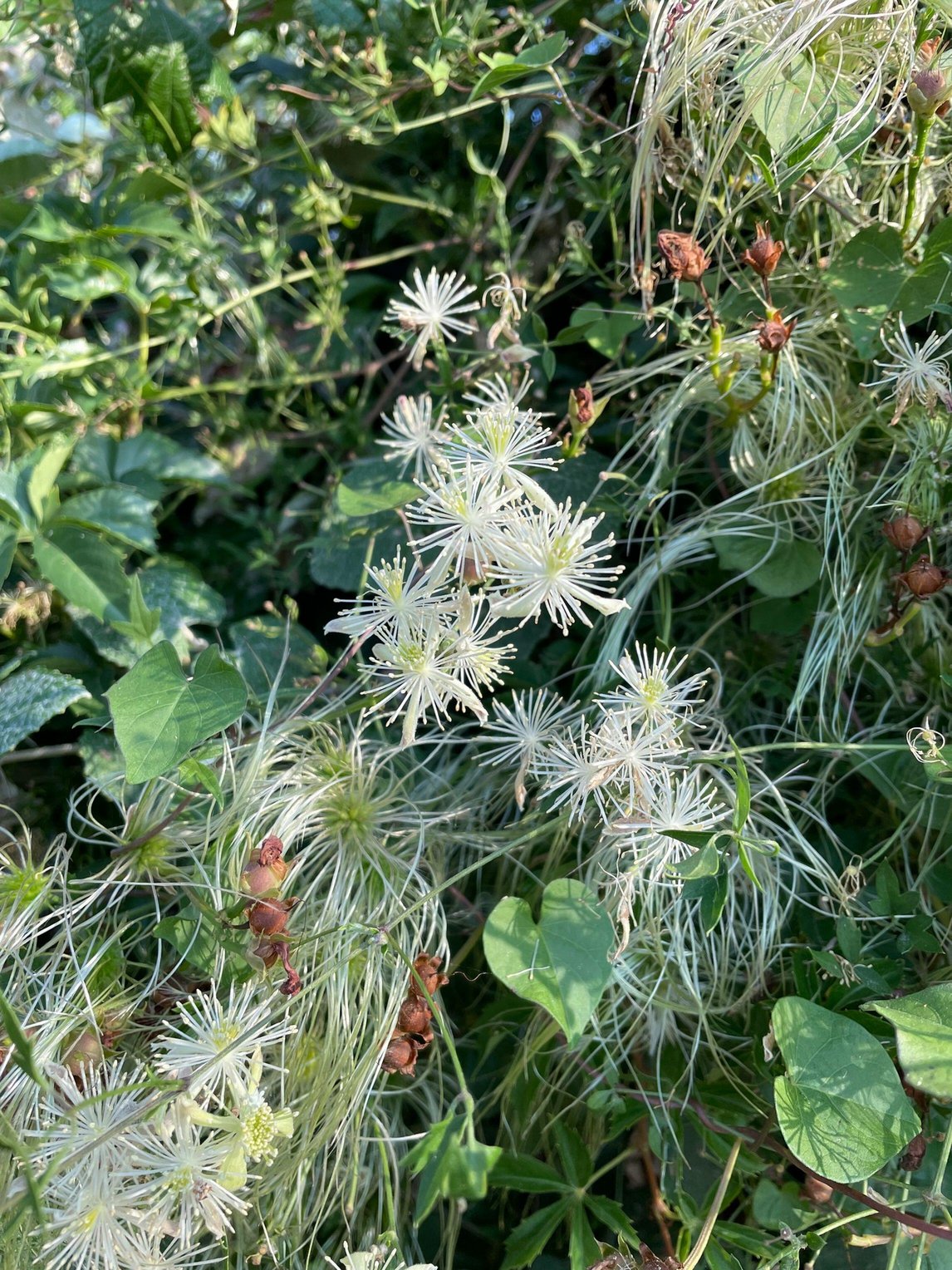 Clematis drummondii (Drummond's Clematis)