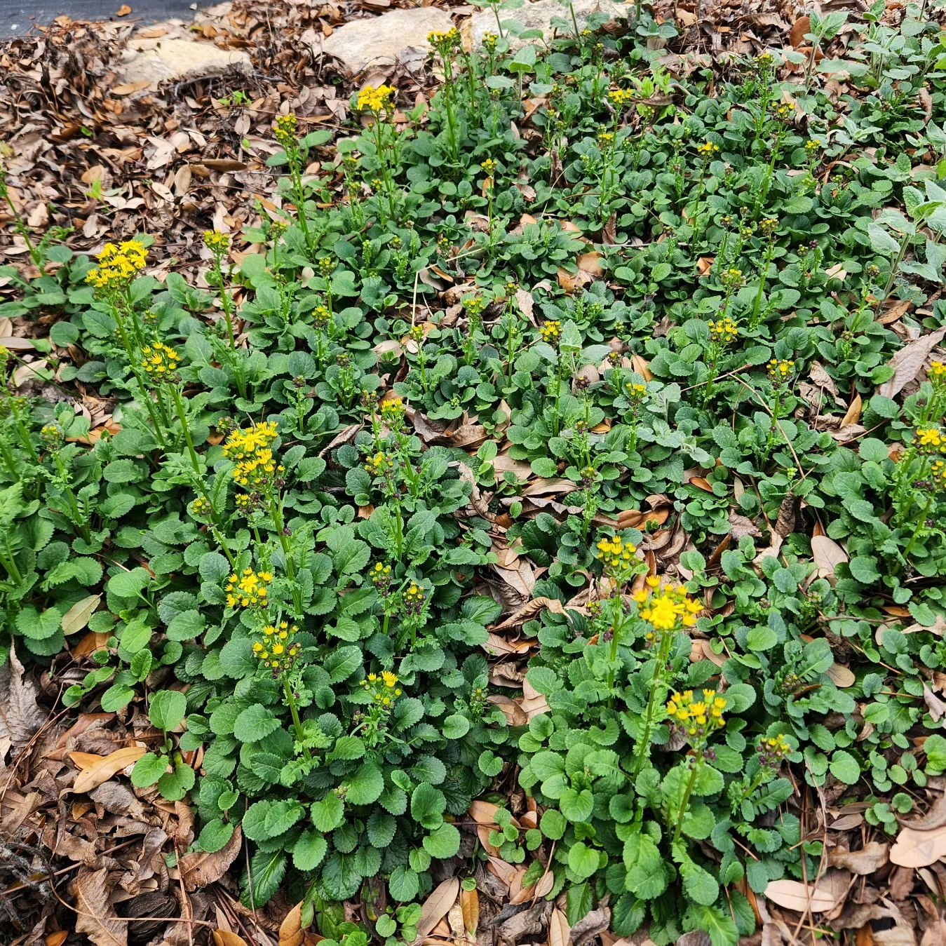 Packera obovata (Golden Groundsel)