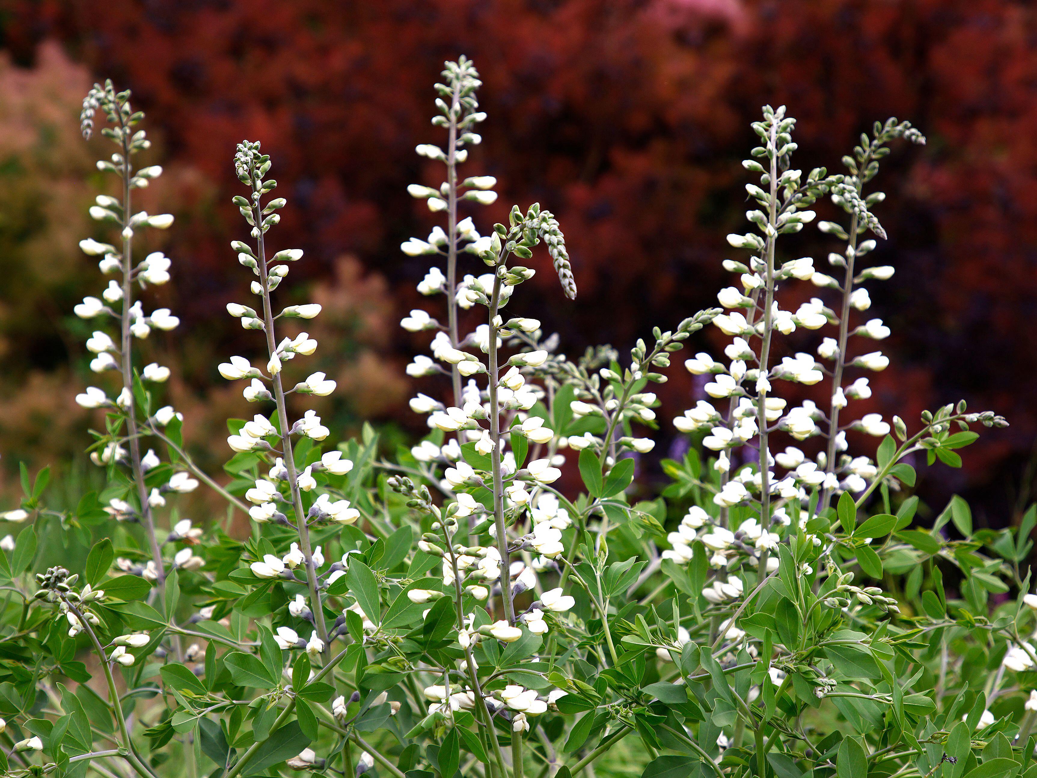 Baptisia alba (White Wild Indigo)