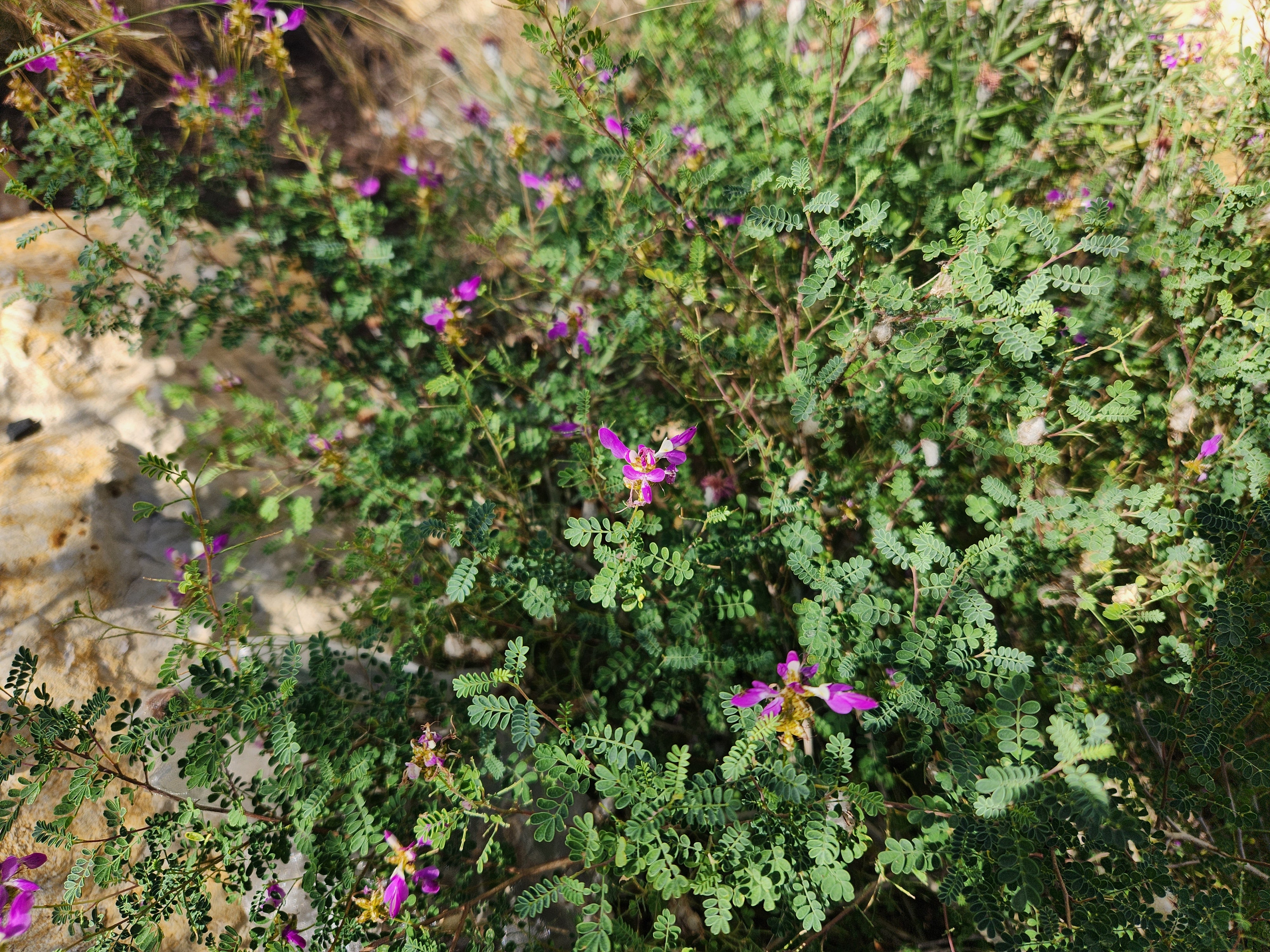 Dalea frutescens (Black Dalea)