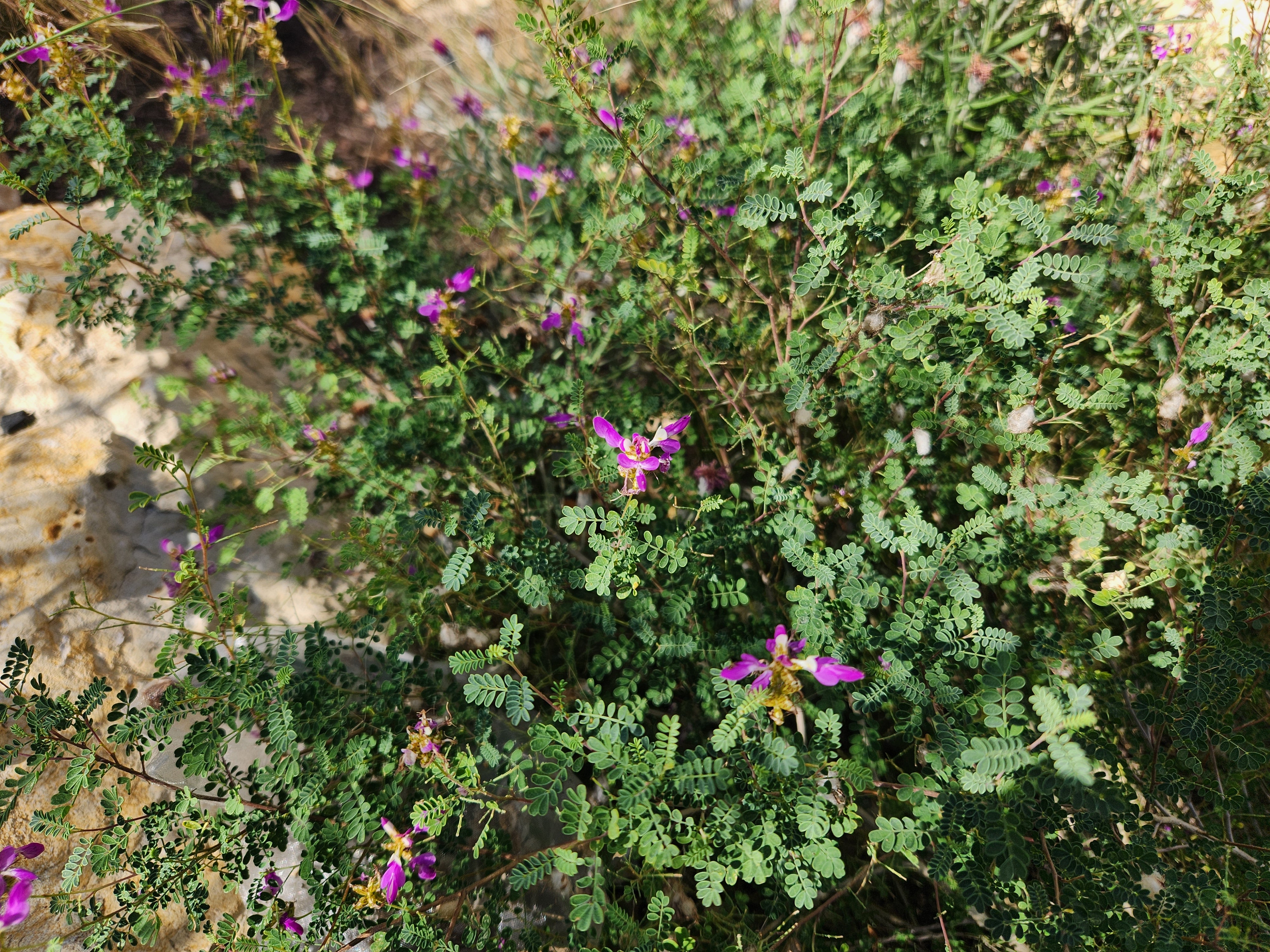 Dalea frutescens (Black Dalea)