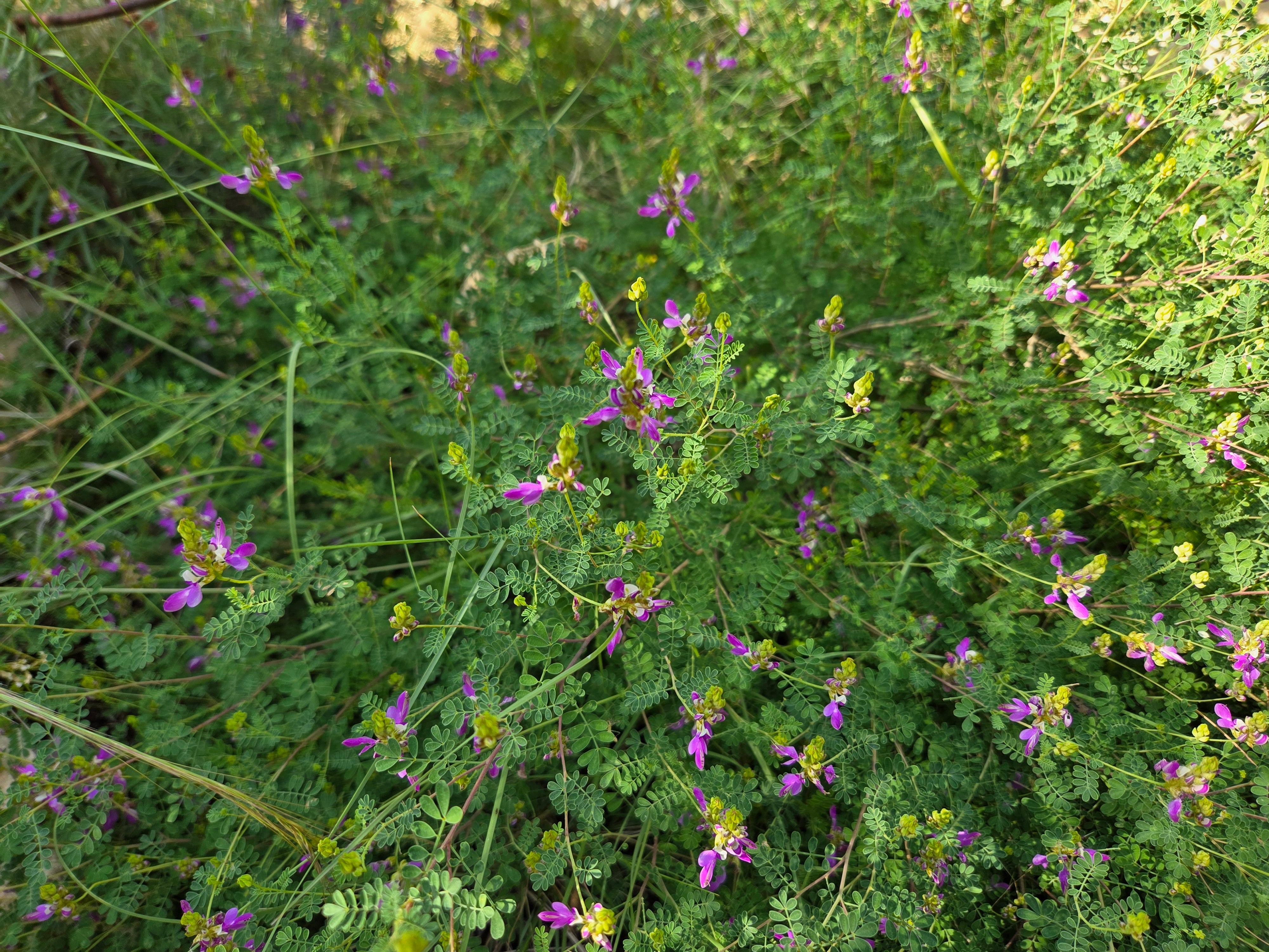 Dalea frutescens (Black Dalea)