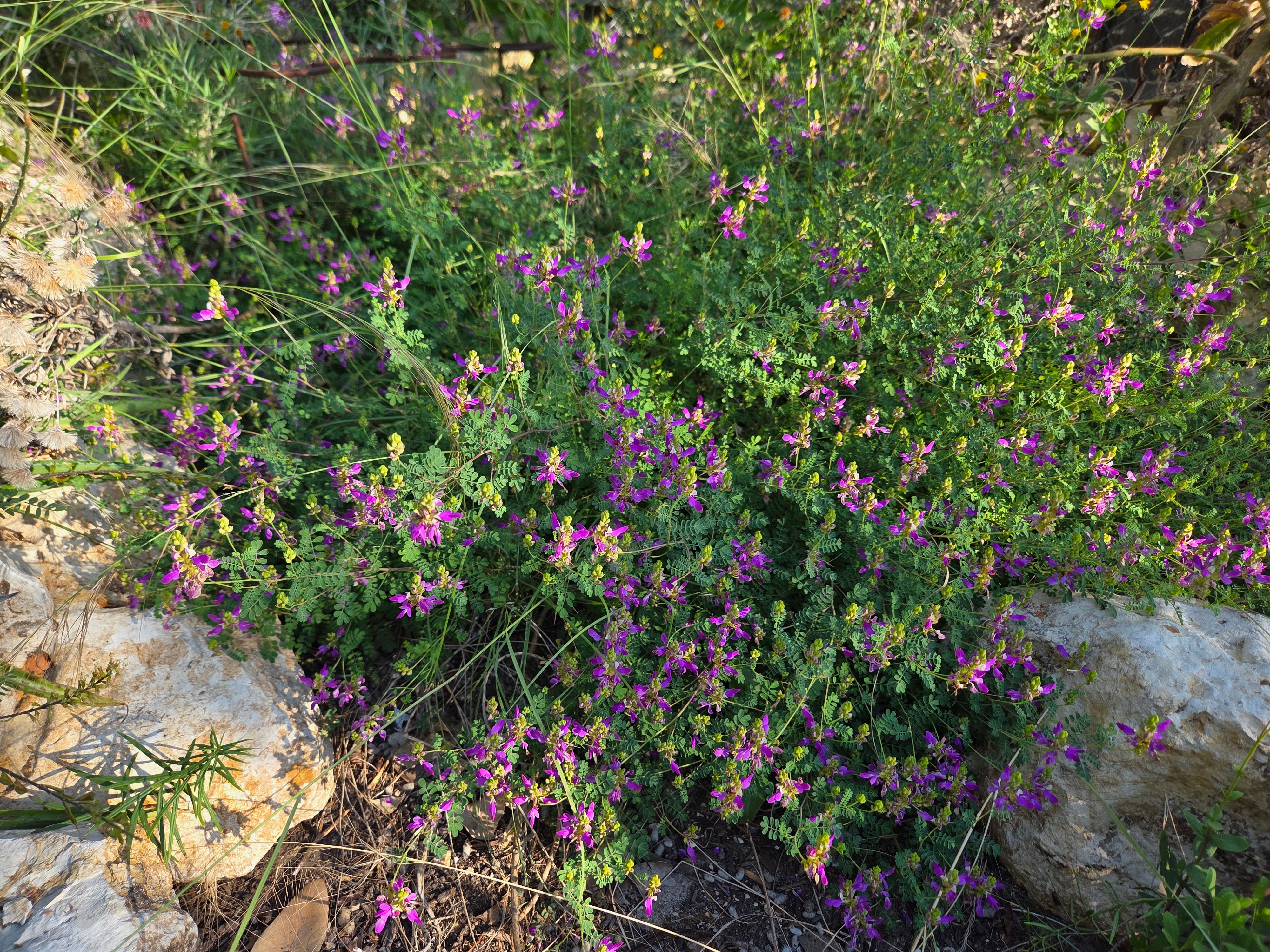 Dalea frutescens (Black Dalea)