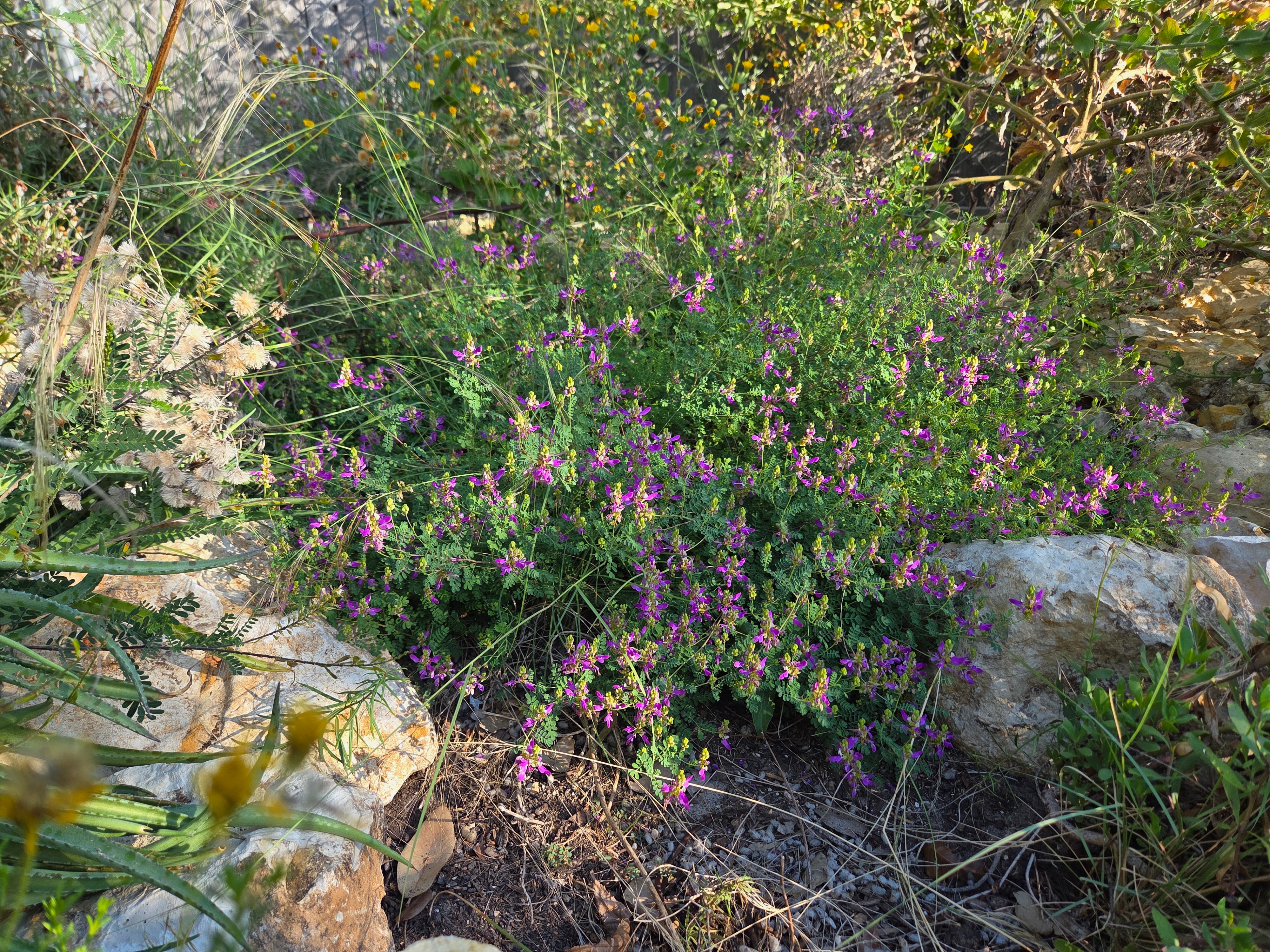 Dalea frutescens (Black Dalea)