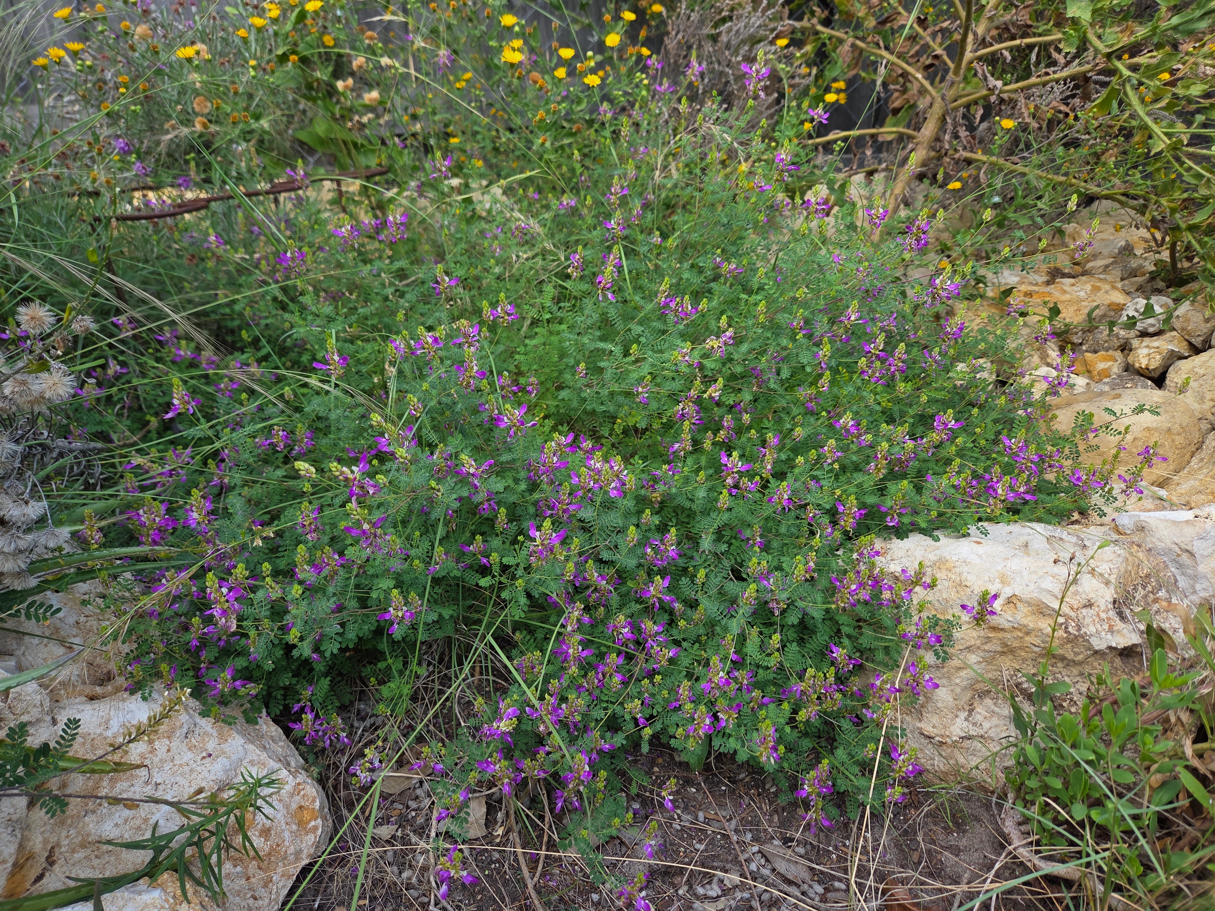 Dalea frutescens (Black Dalea)