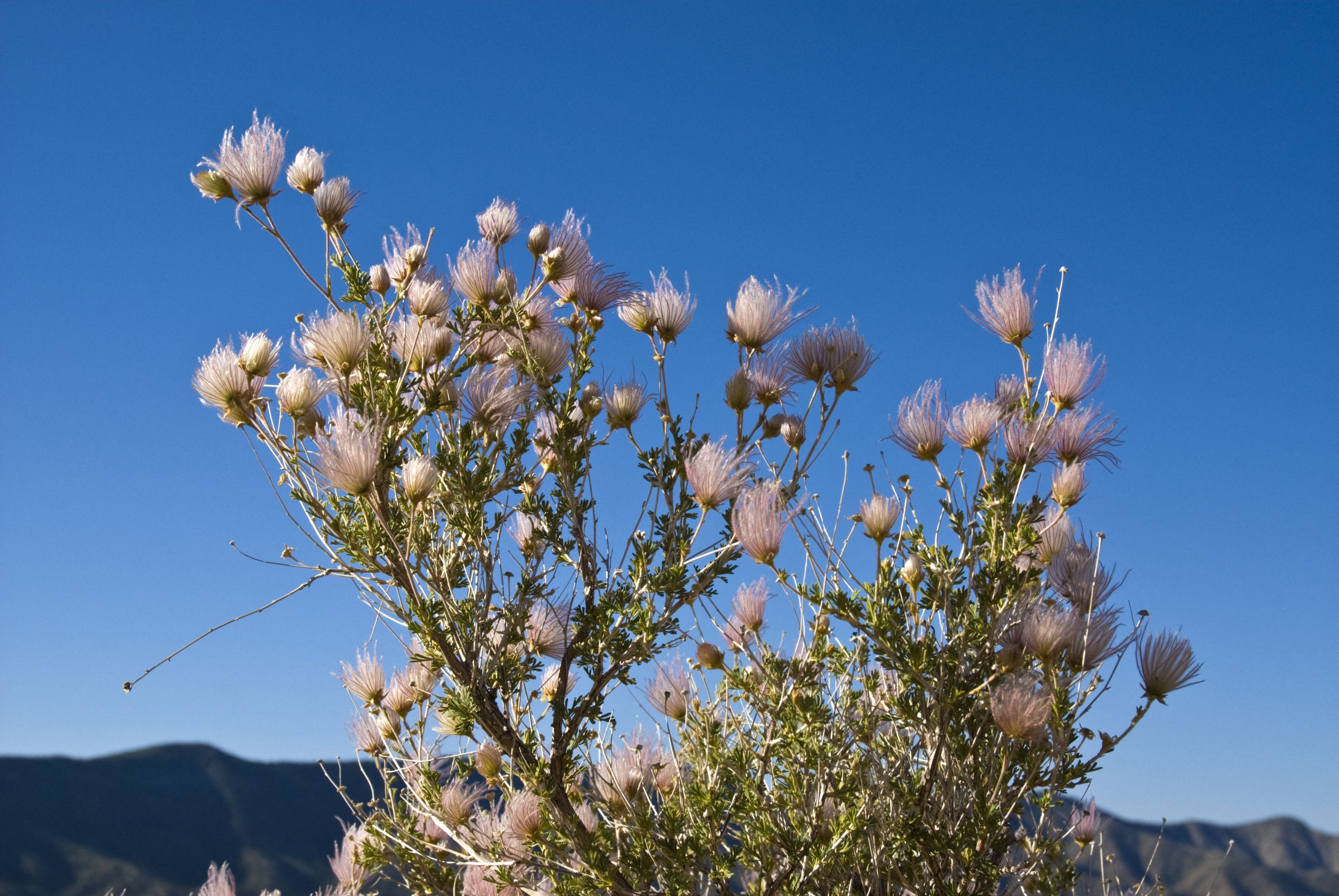 Fallugia paradoxa (Apache Plume)