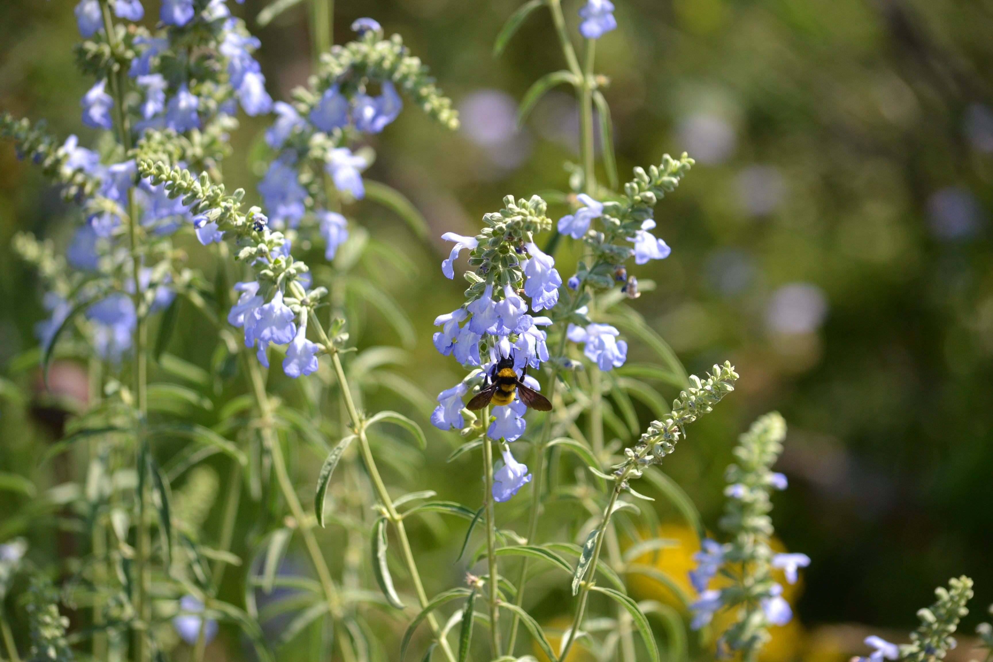 Salvia azurea (Azure Blue Sage)