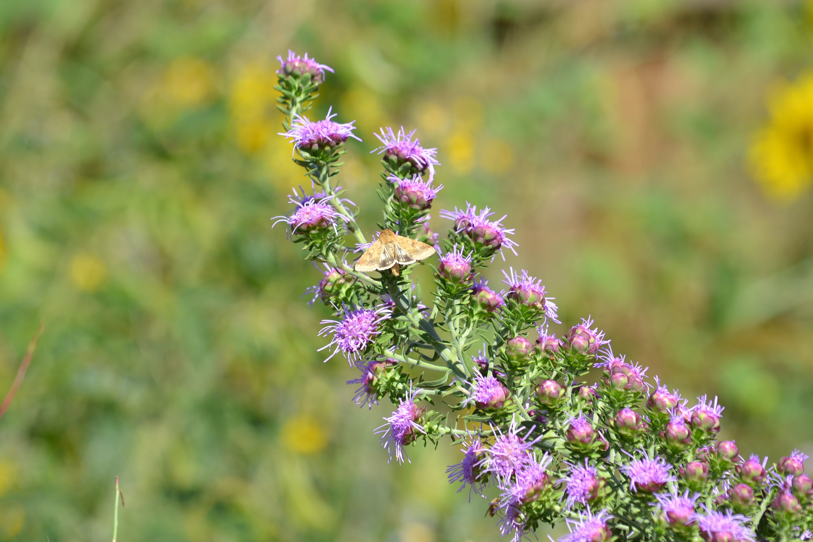 Liatris aspera (Rough Gayfeather)