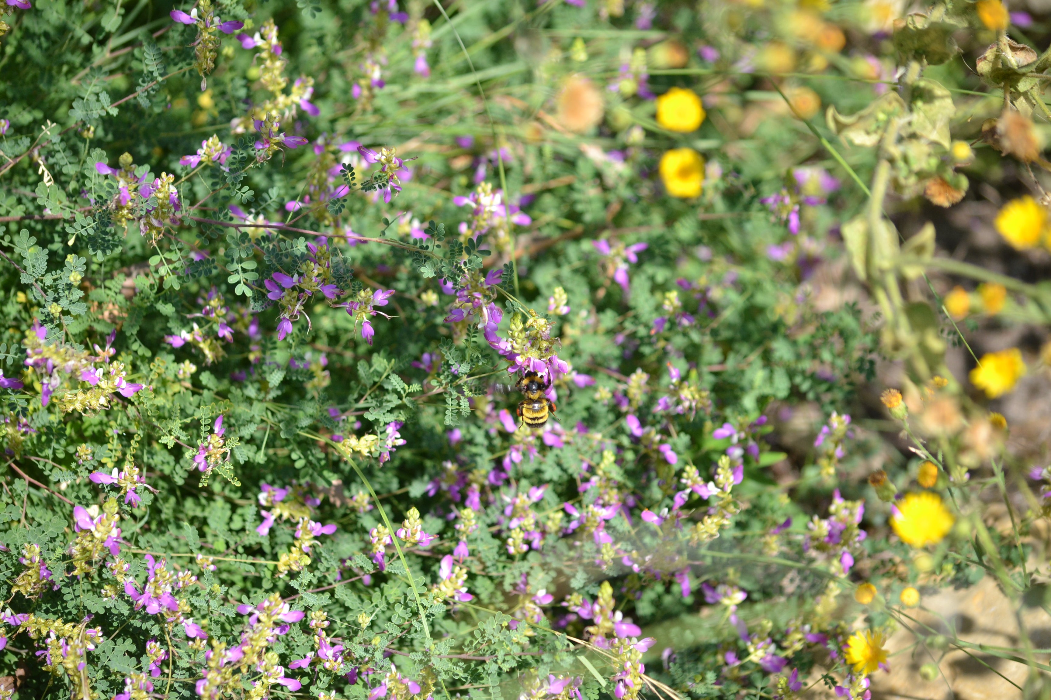 Dalea frutescens (Black Dalea)