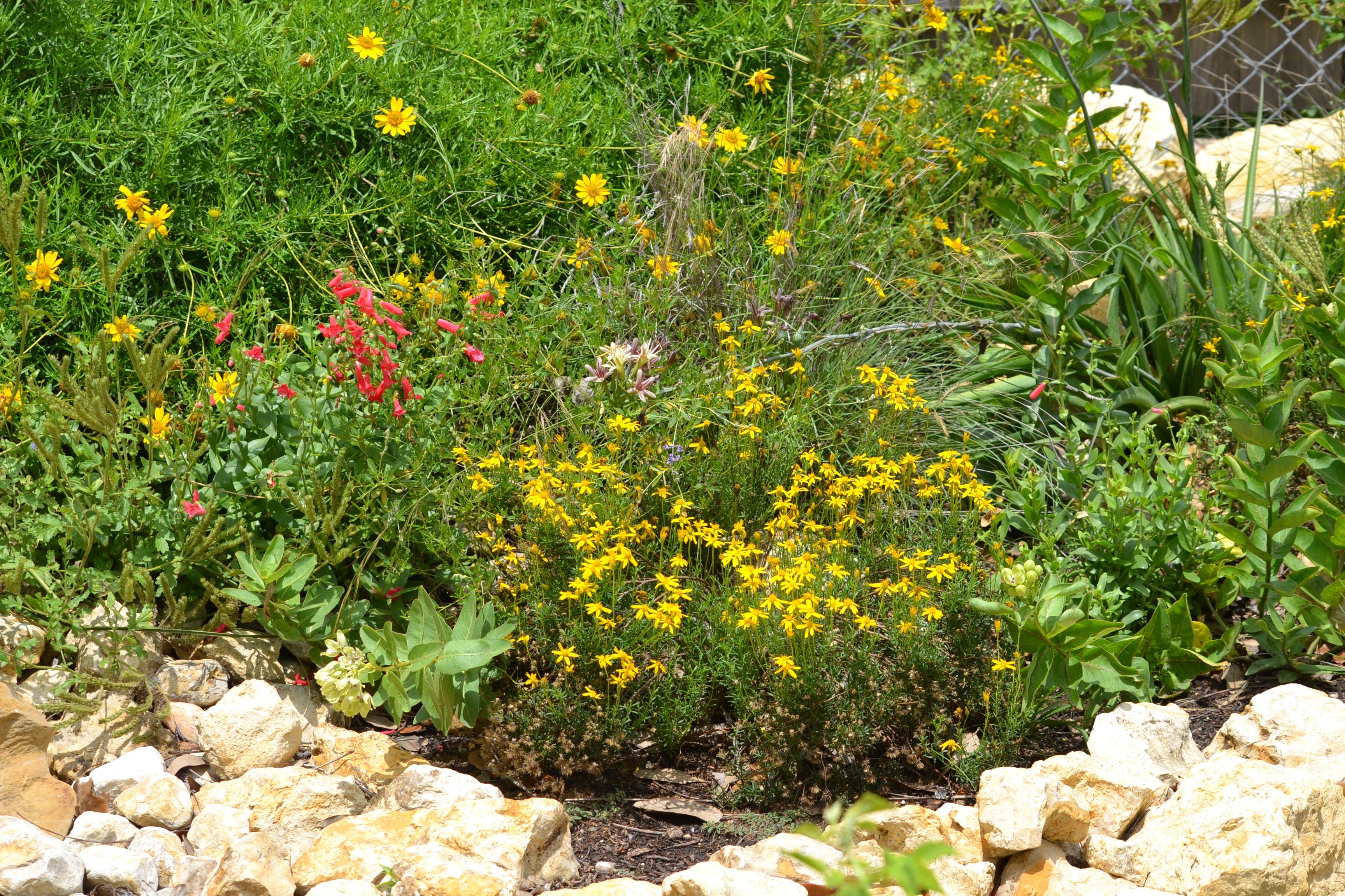 Chrysactinia mexicana (Damianita)