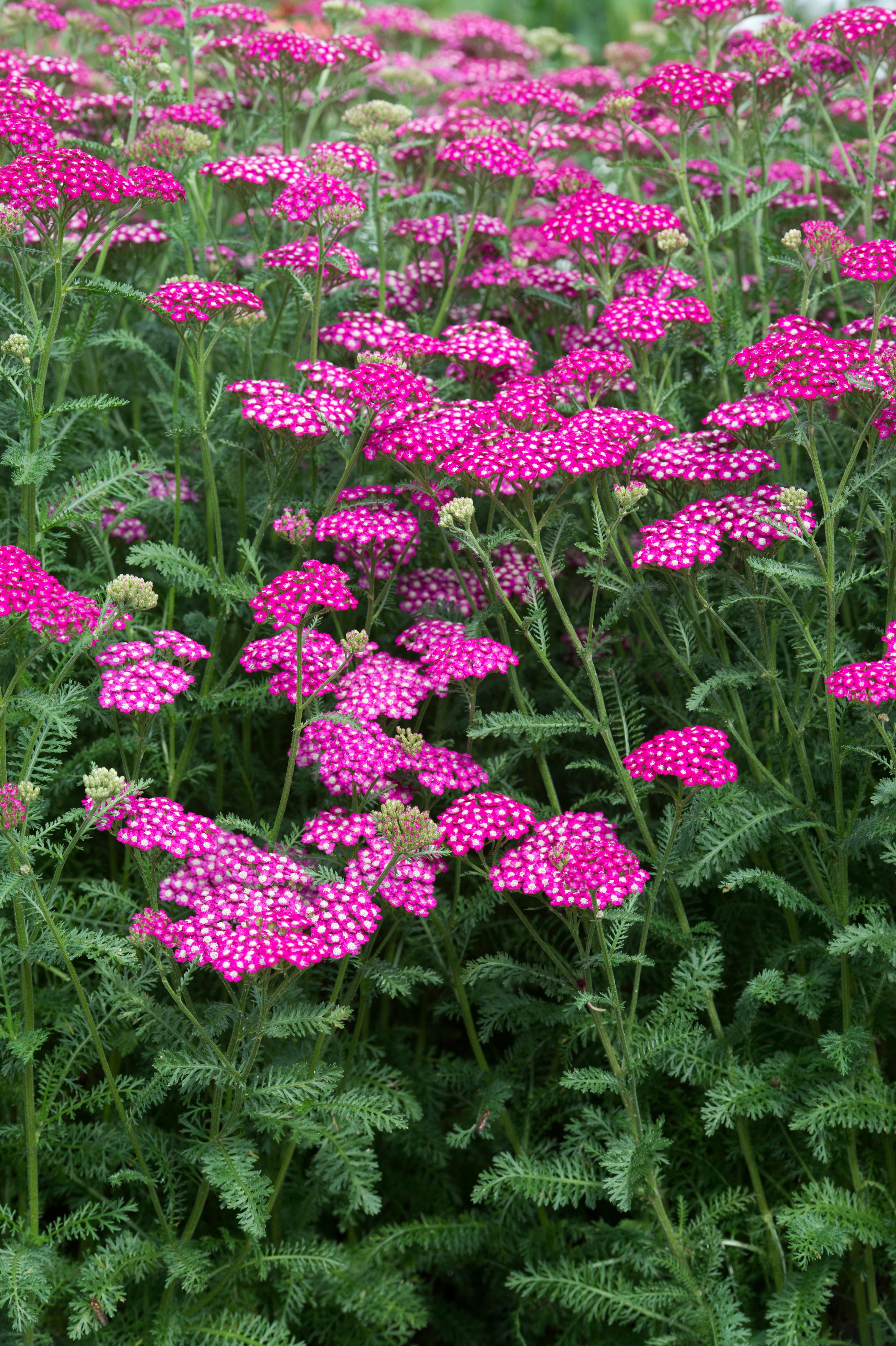Achillea millefolium (Yarrow 'New Vintage Violet')