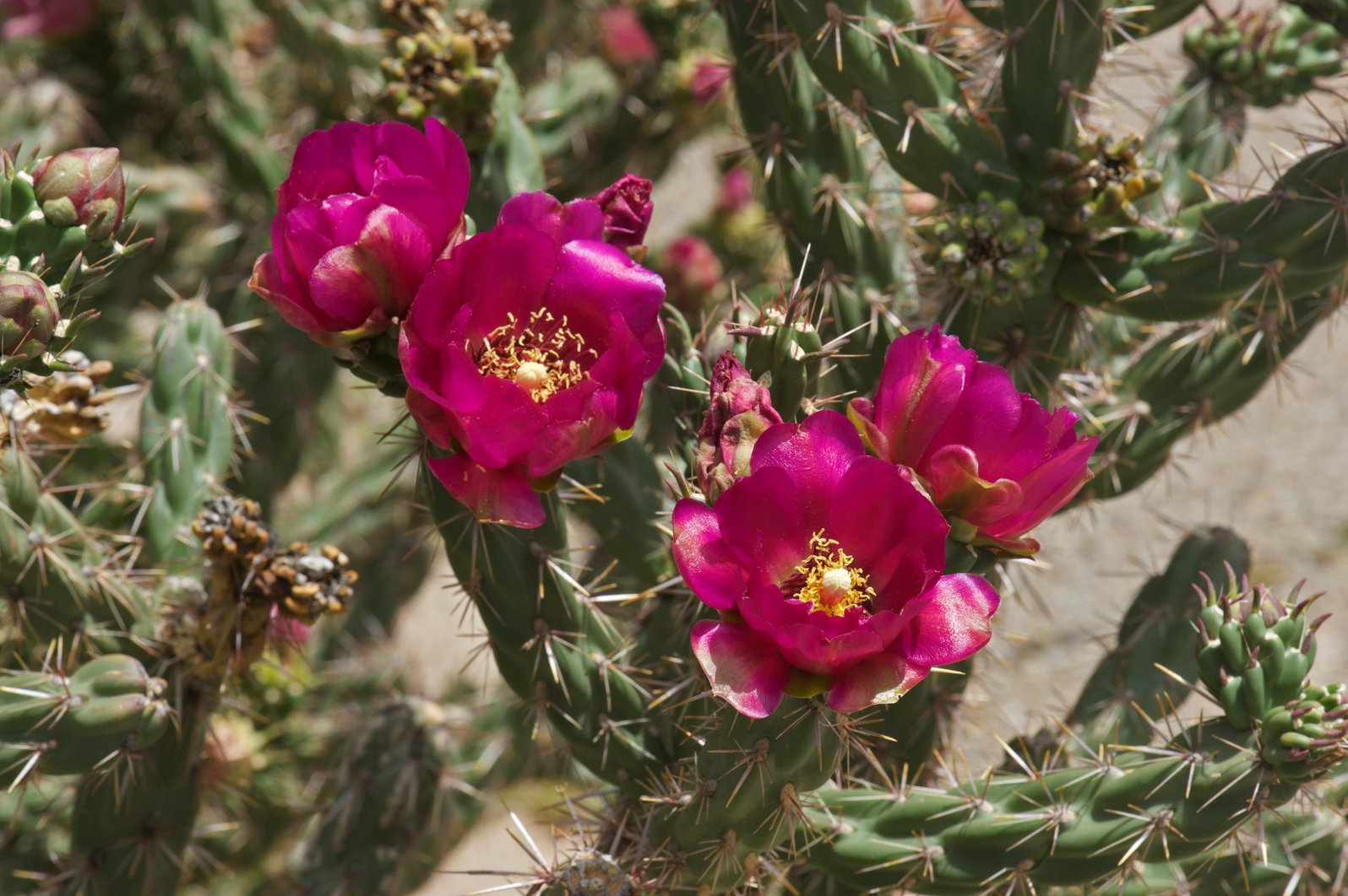 Cylindropuntia imbricata (Cholla)