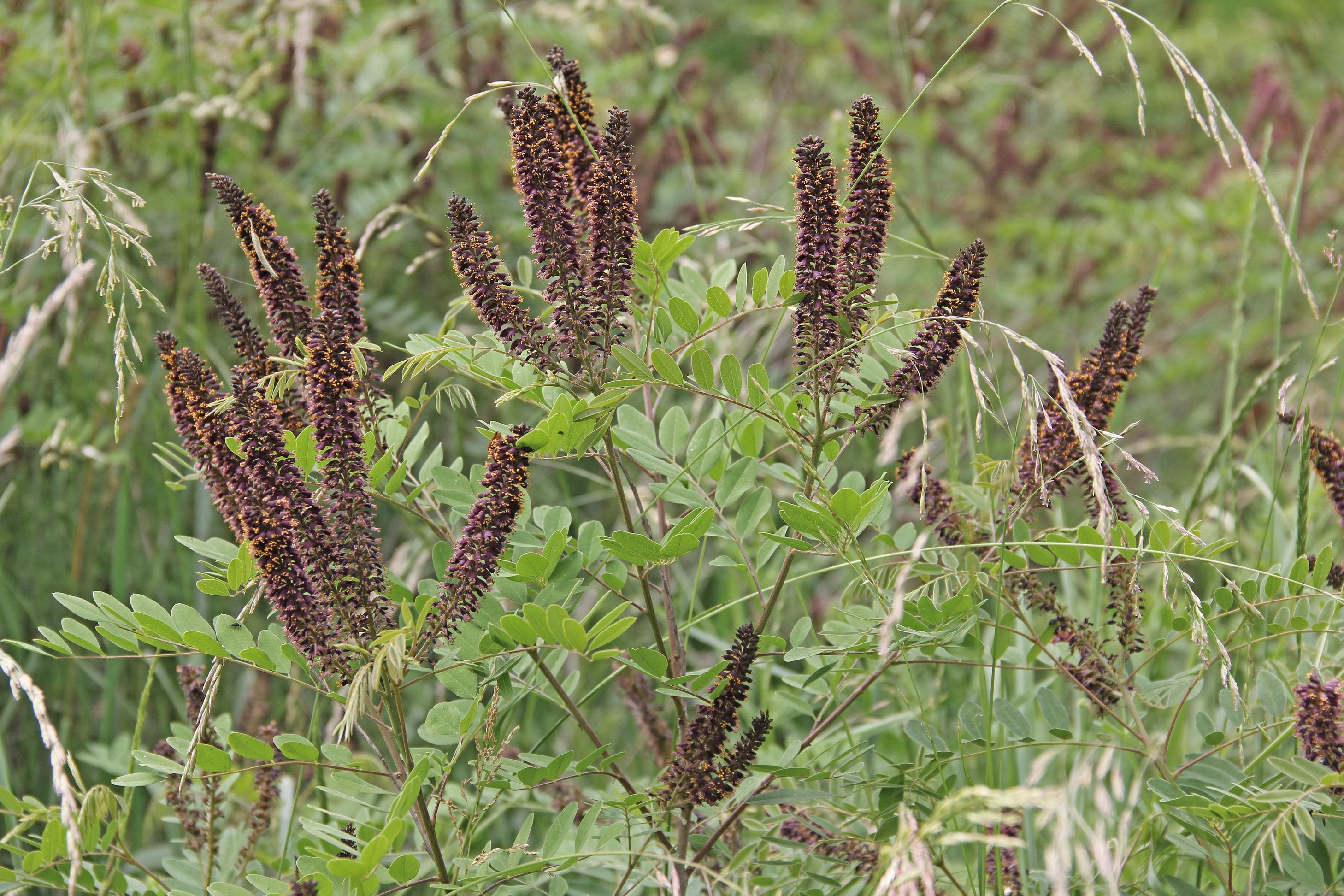 Amorpha fruticosa (False Indigo Bush)