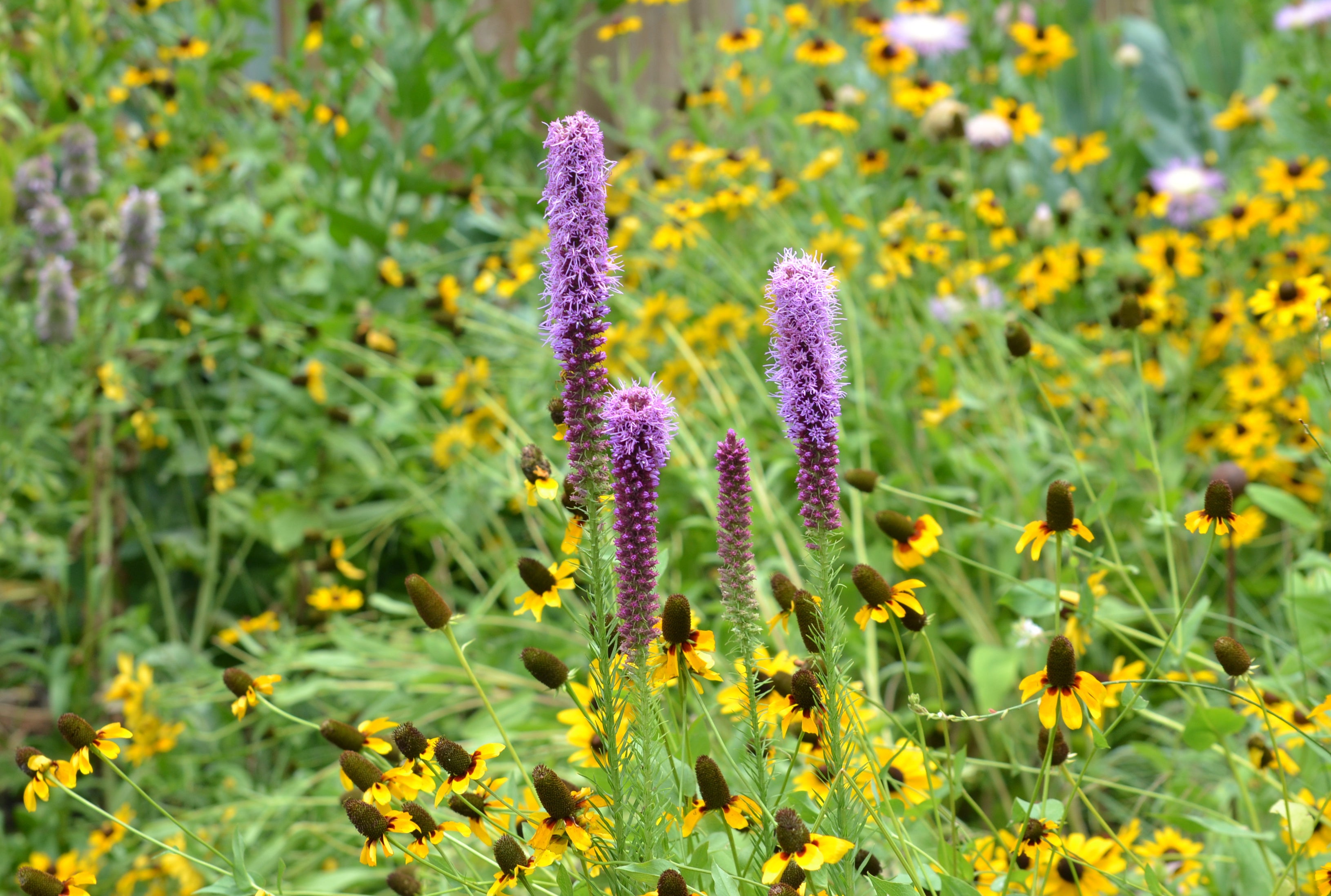 Liatris punctata var. mucronata (Texas Gayfeather)