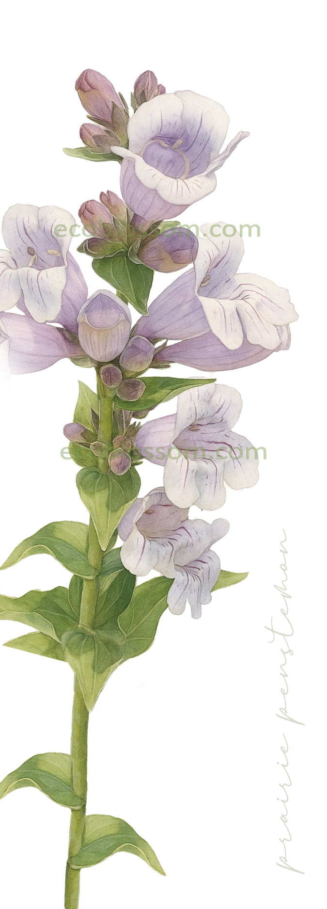 Bookmark - Prairie Penstemon