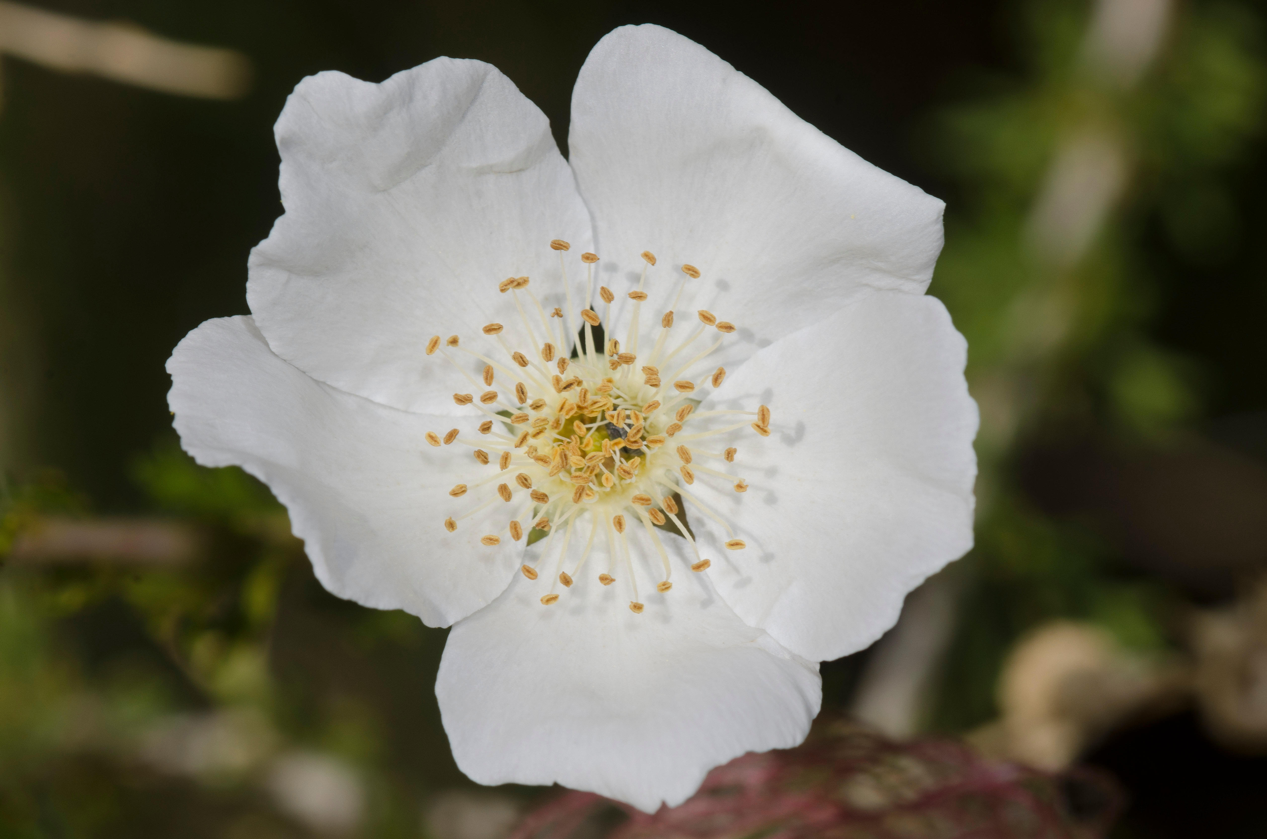 Fallugia paradoxa (Apache Plume)
