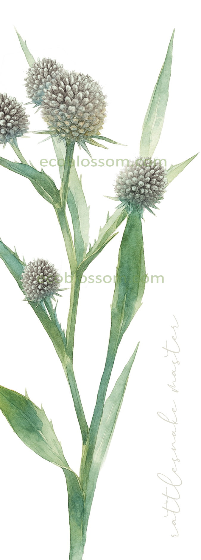 Bookmark - Rattlesnake Master