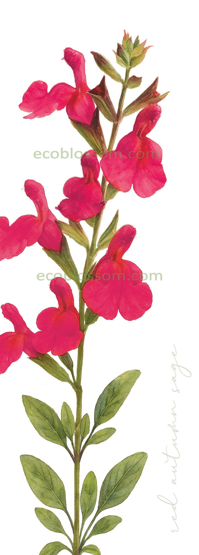Bookmark - Autumn Sage