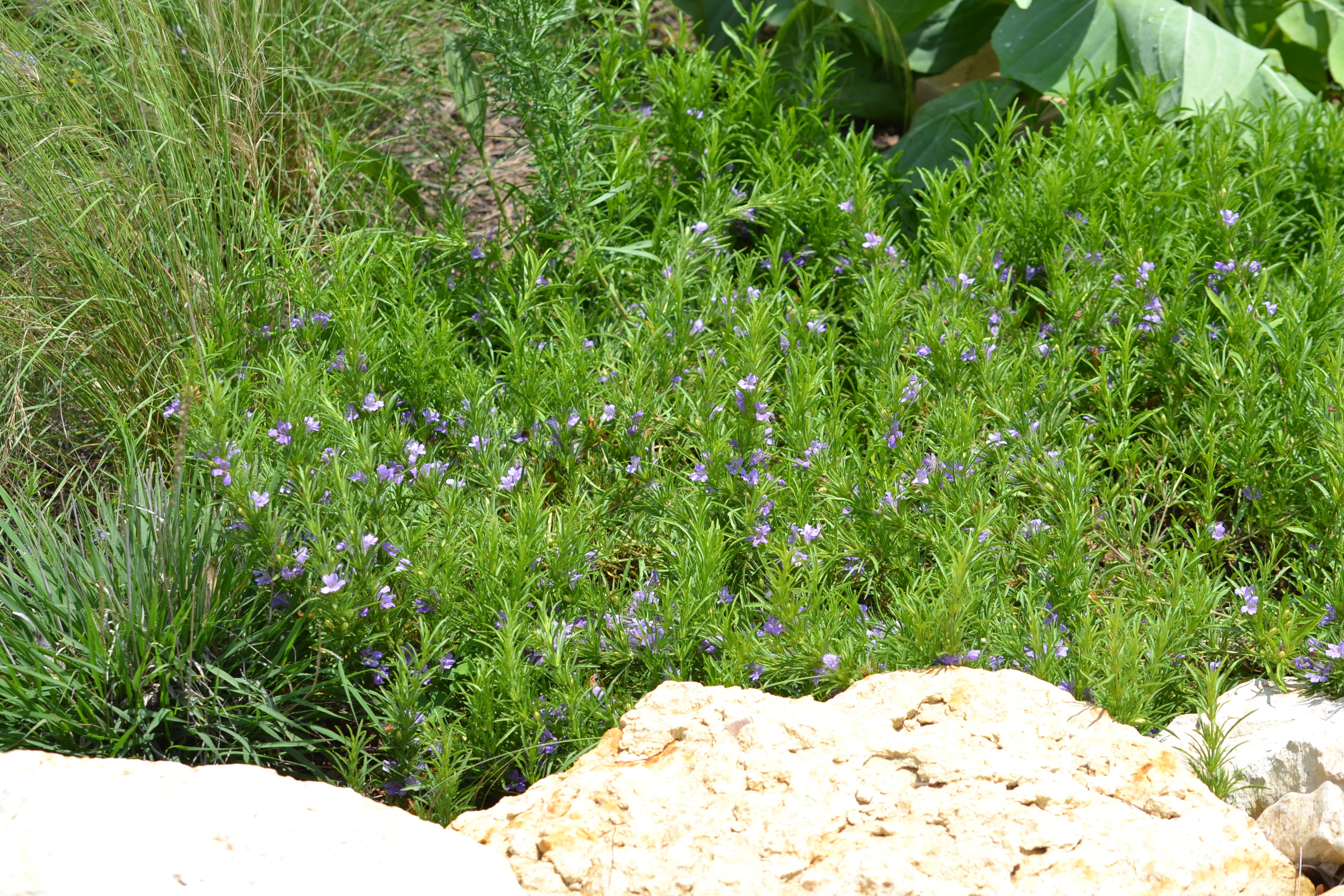 Dyschoriste linearis (Snake Herb)