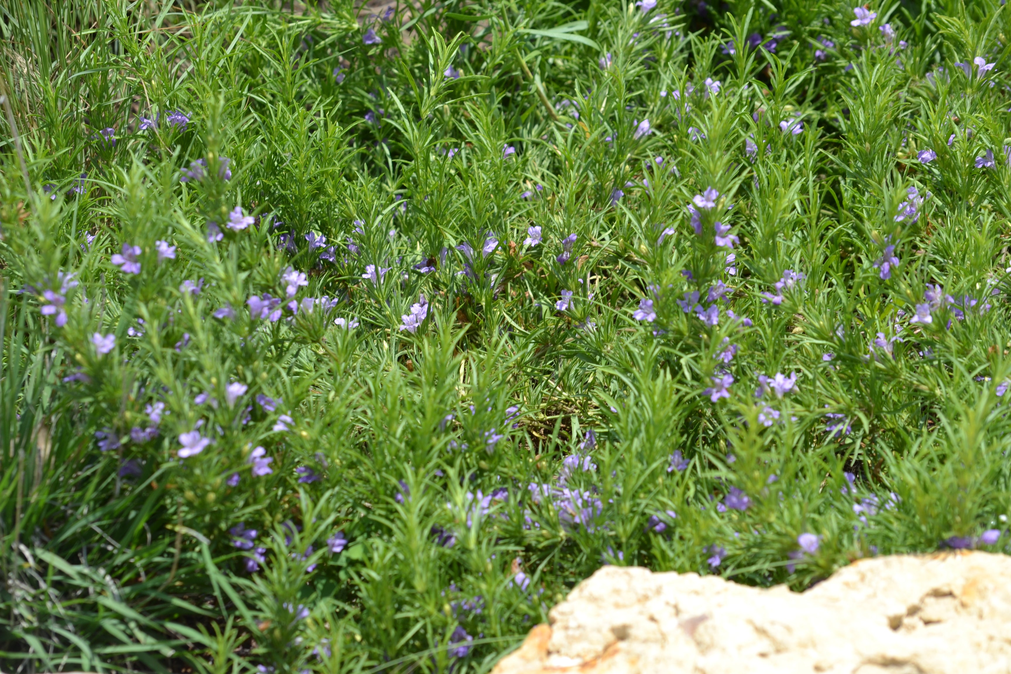 Dyschoriste linearis (Snake Herb)